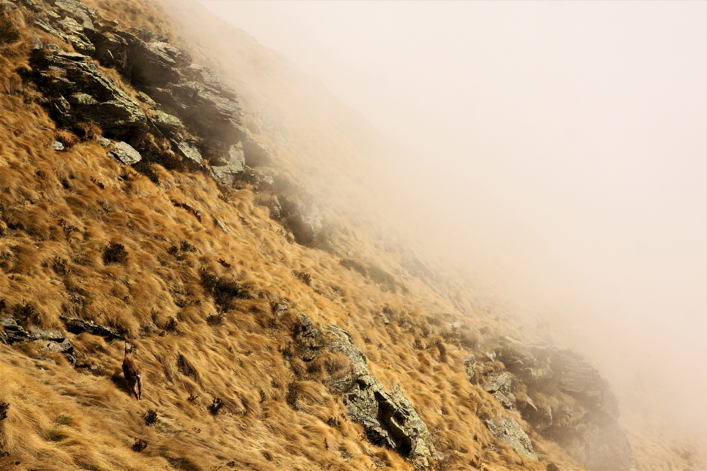 Far from prying eyes, the suede goes on