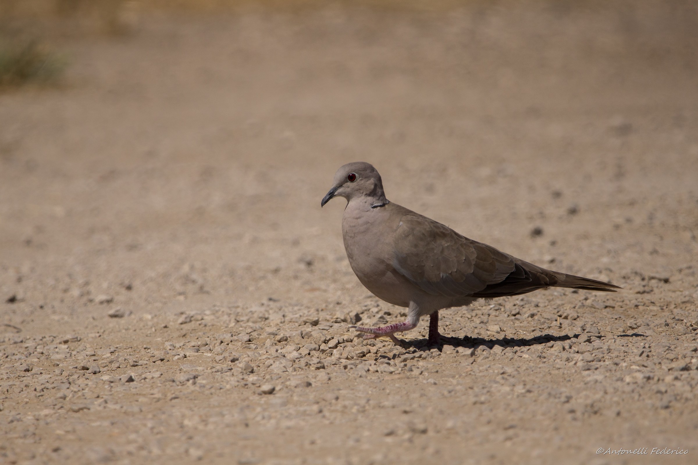 Torture from the collar