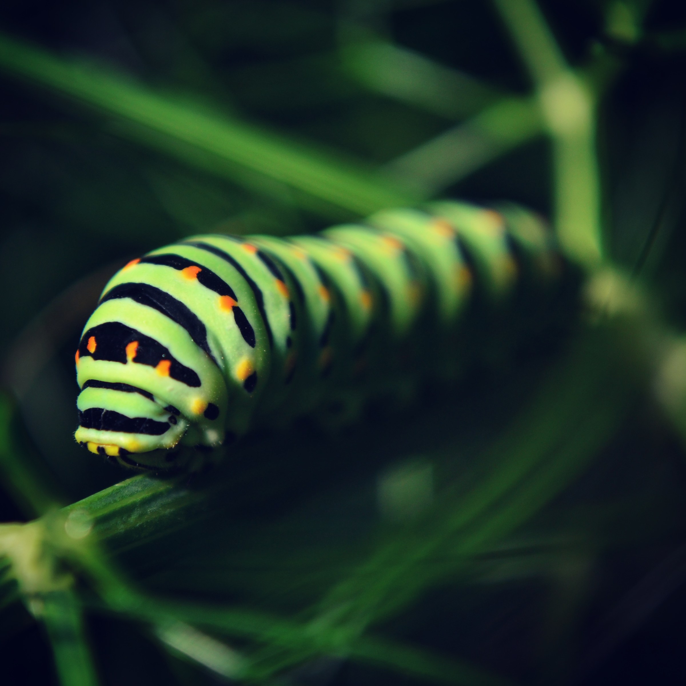 Papilio machaon