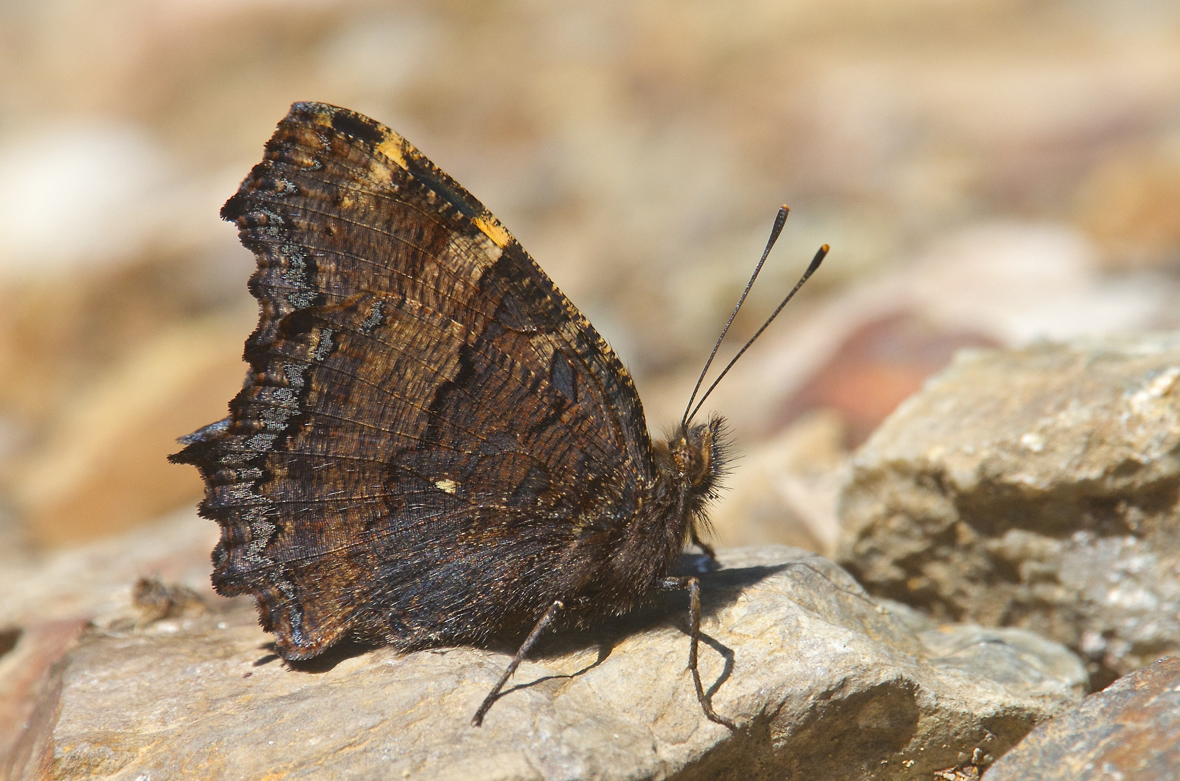 Nymphalis polychloros