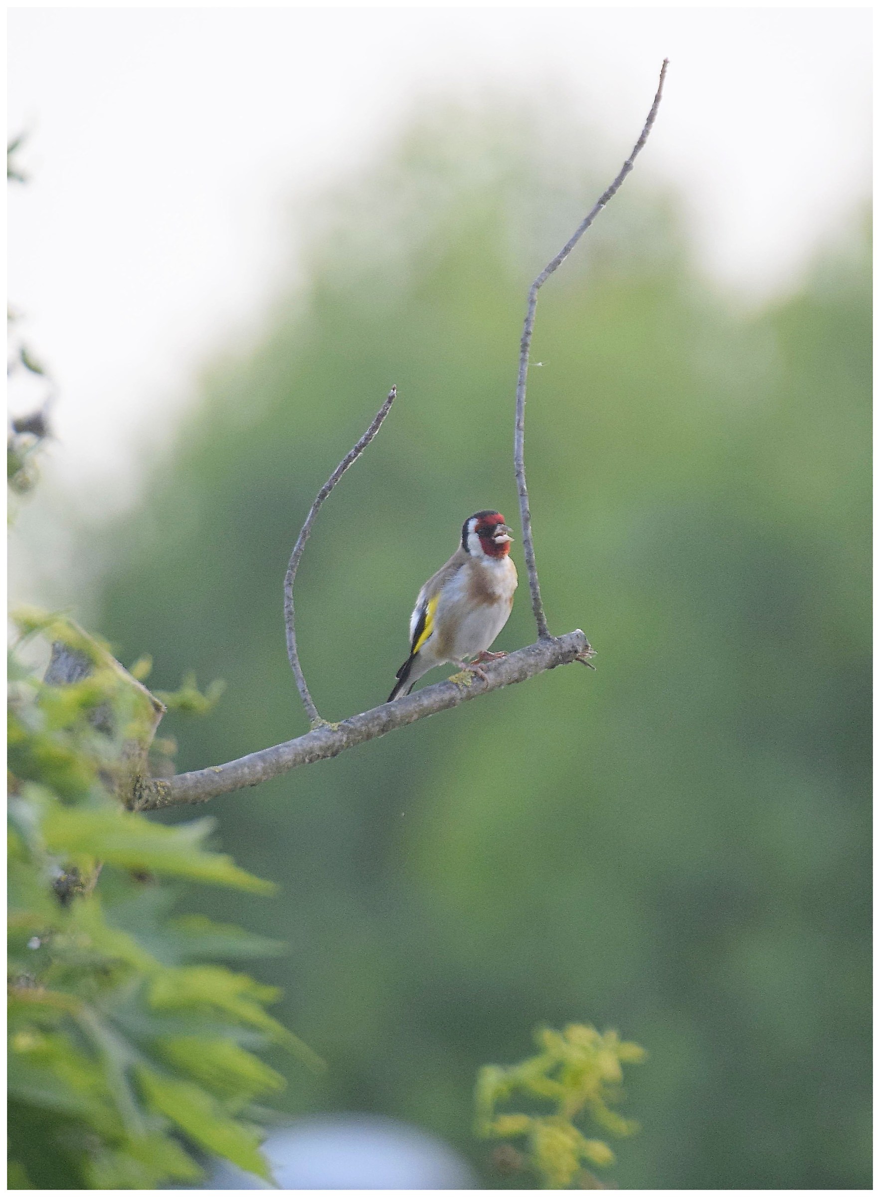Goldfinch?