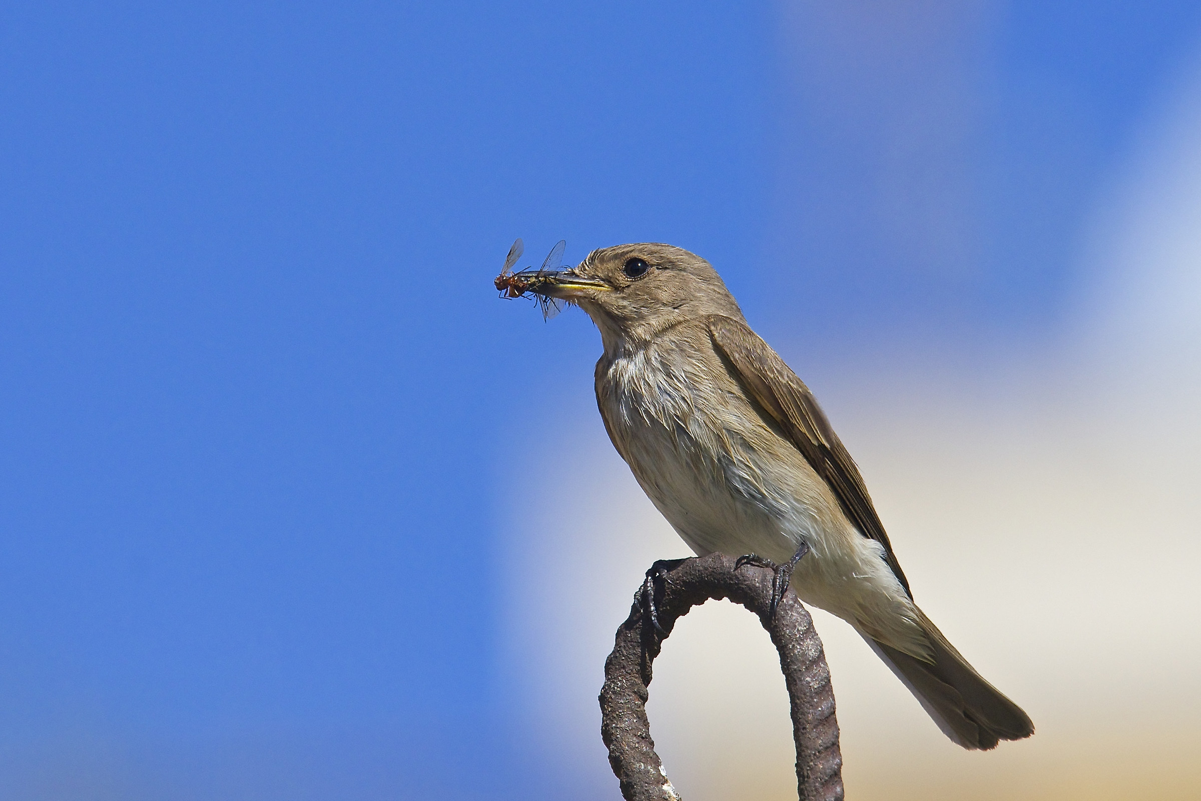 Flycatcher