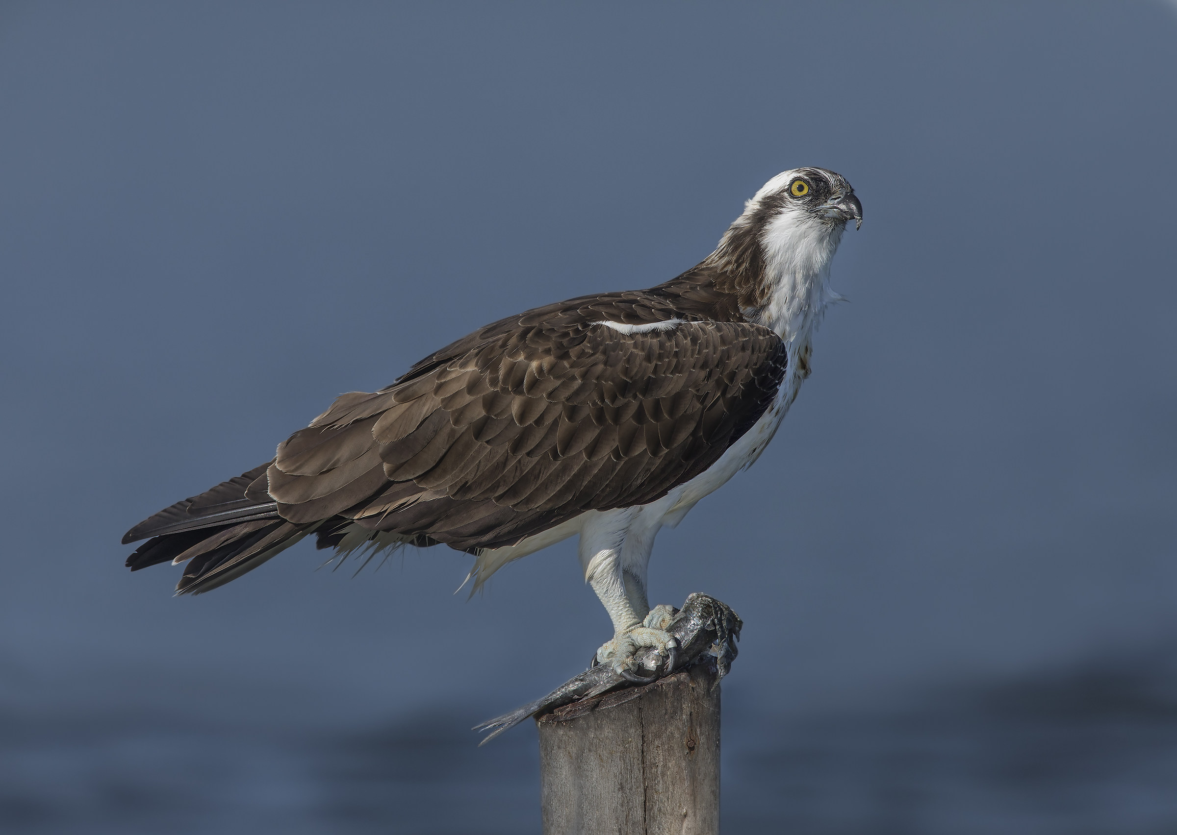 le mie migliori con la 5dIV