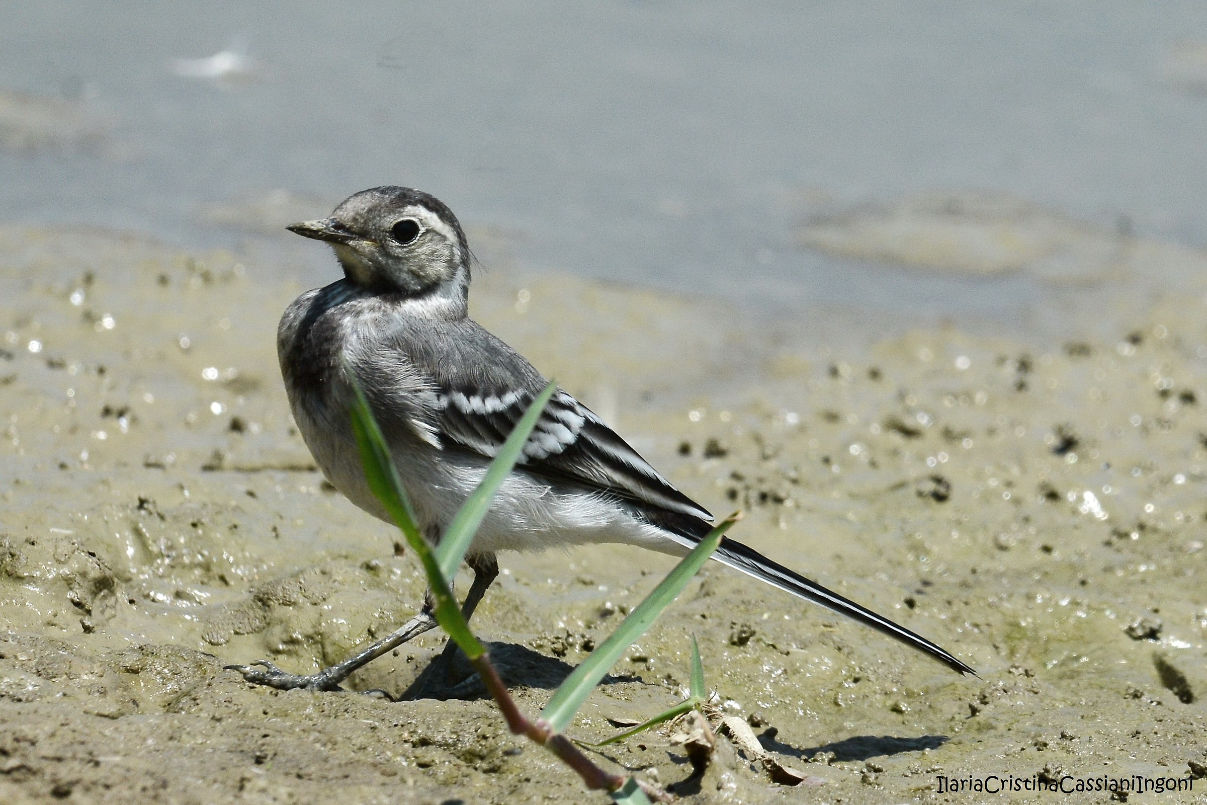 Ballerina bianca juv.