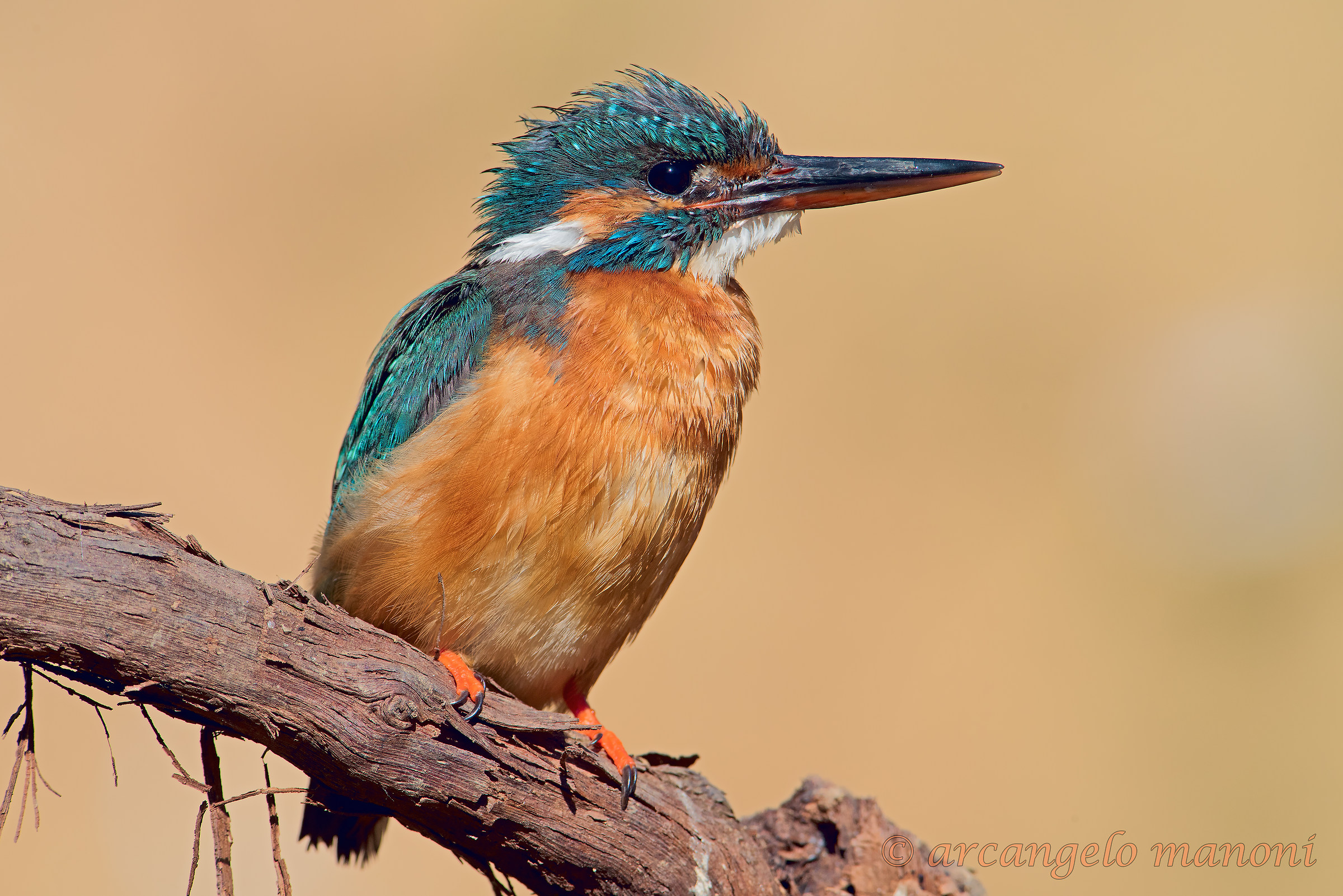 Il meteo imperversa sulla femmina di martino