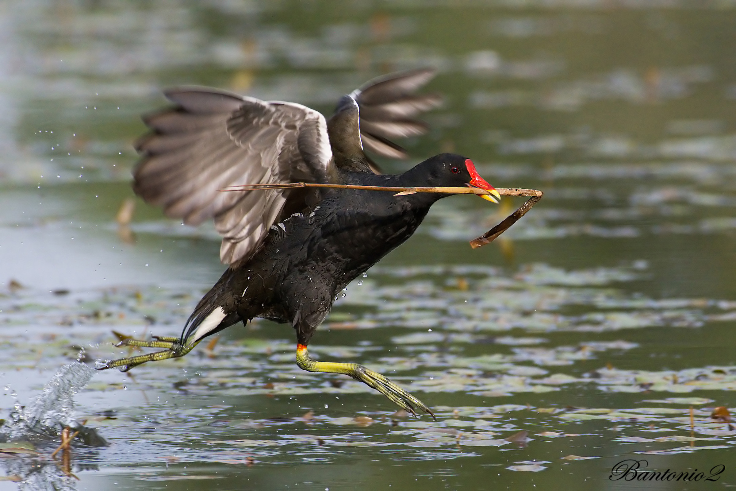 Water Gallinula (Gallinula chloropus).