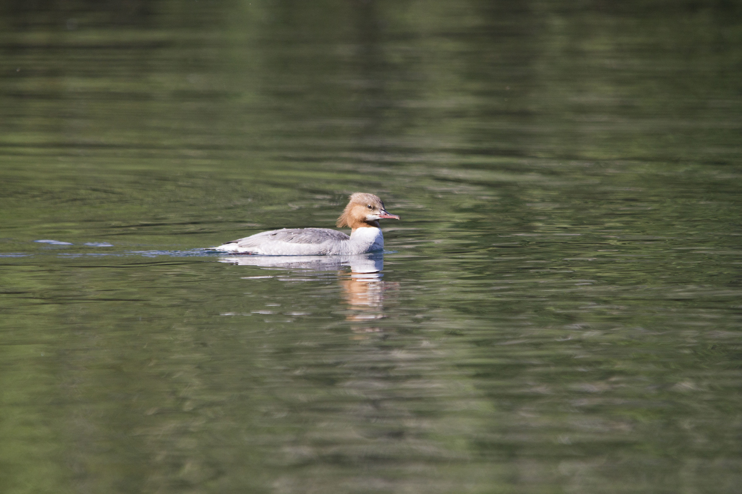 Major female slumber