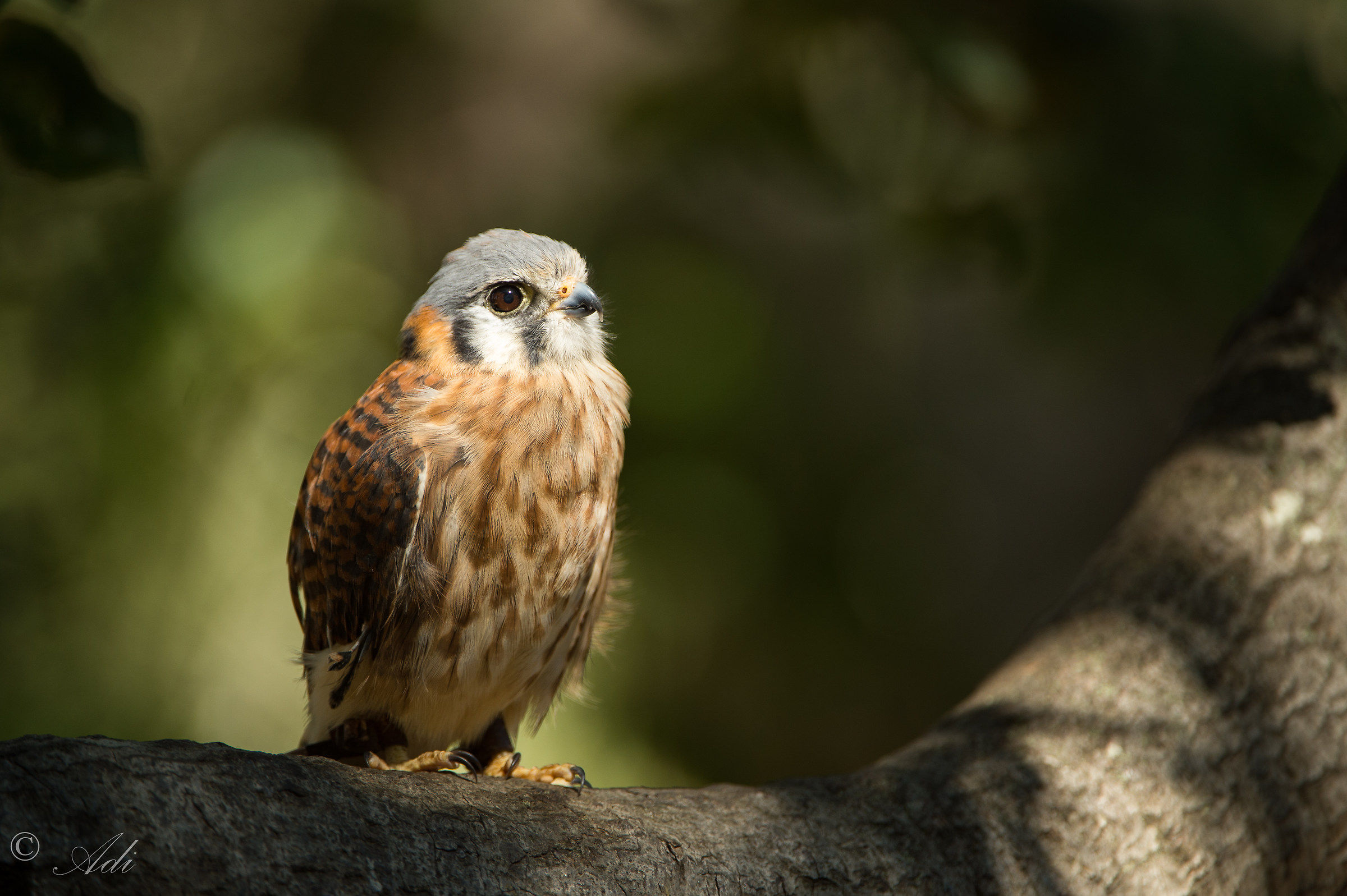 Kestrel all'ombra
