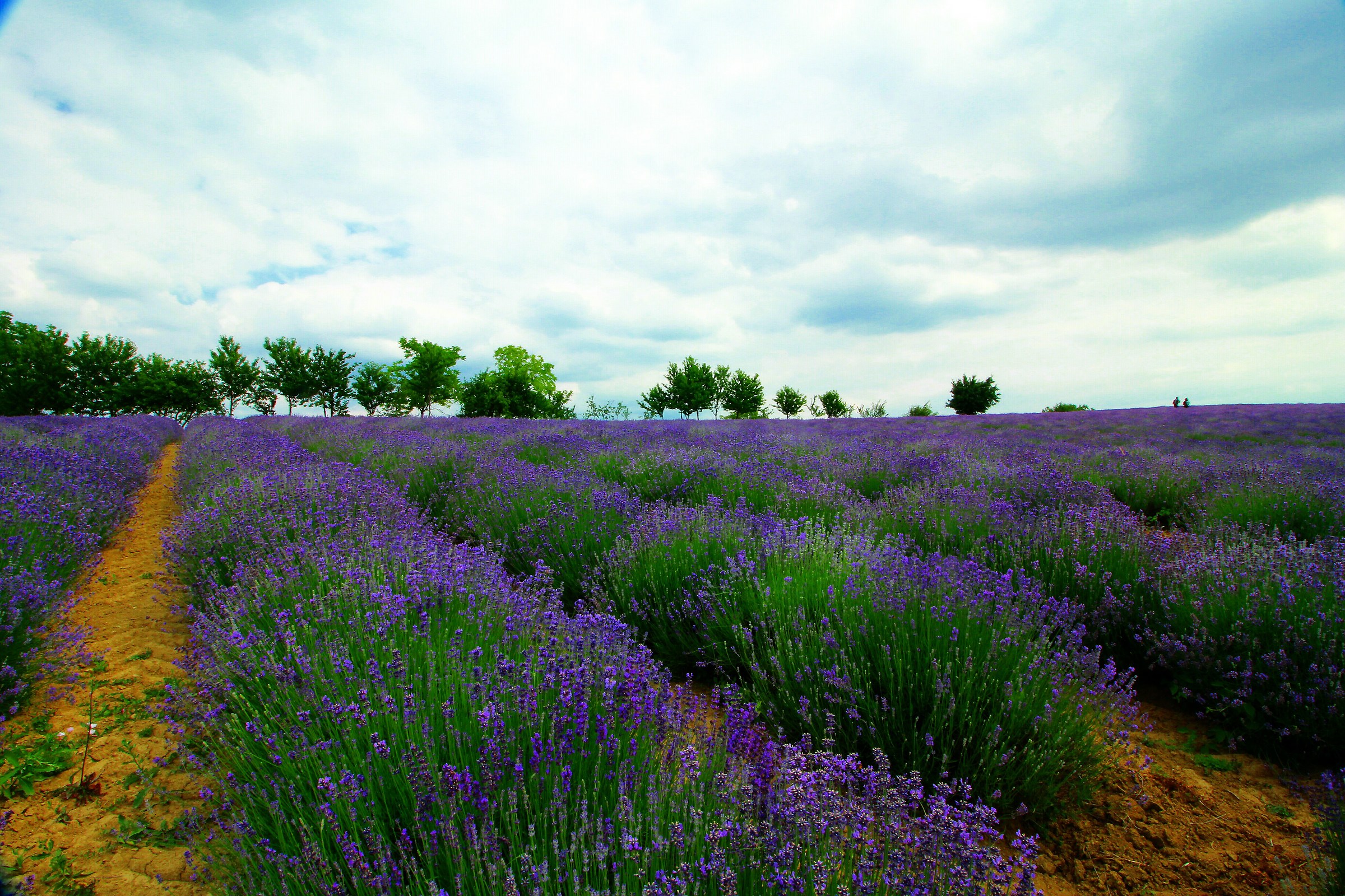 Lavandaaaaaaaaaaaaaaaaa ....