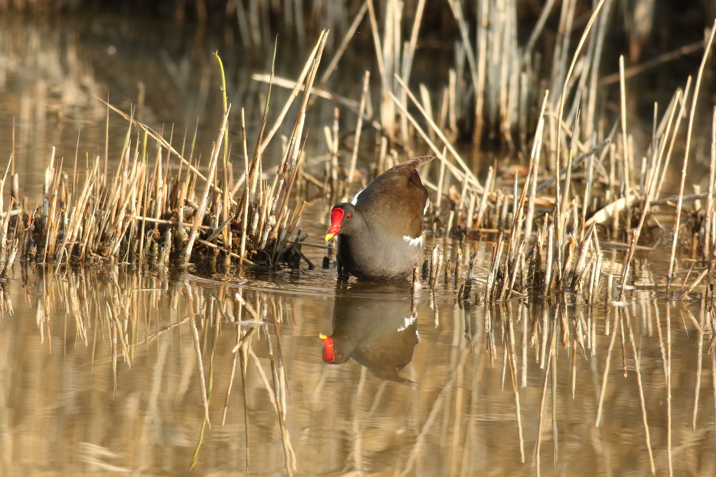 Mirror mirror on the wall ....