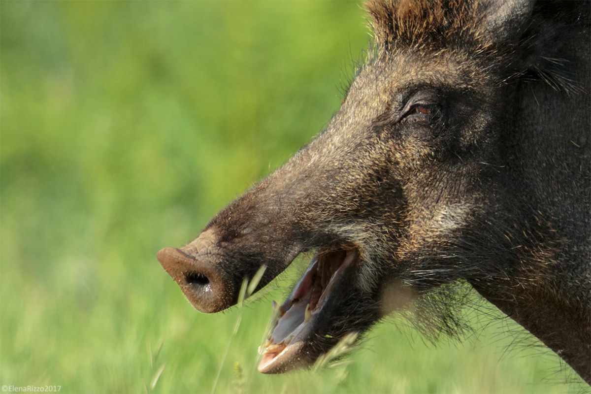 Wild boar