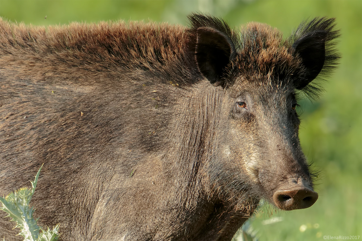 Wild boar