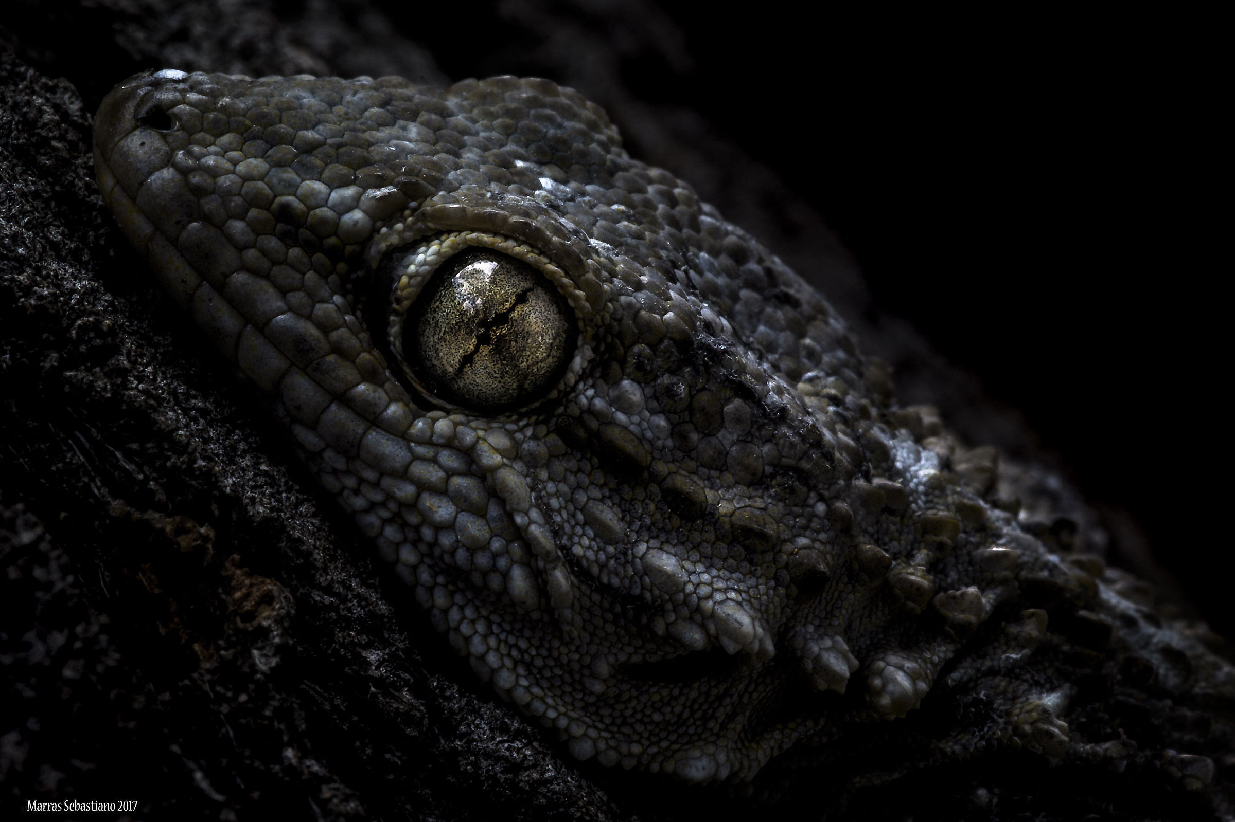 Mauritanian Tarentola