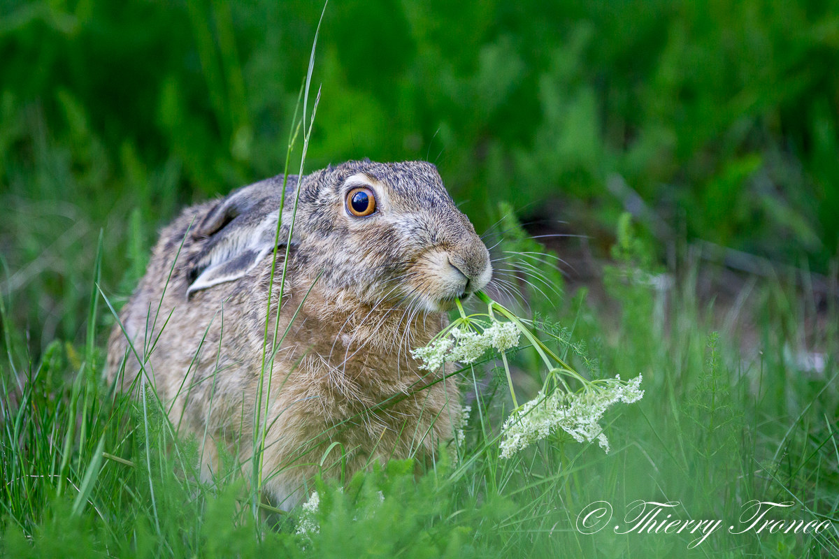 lepre europea con preda