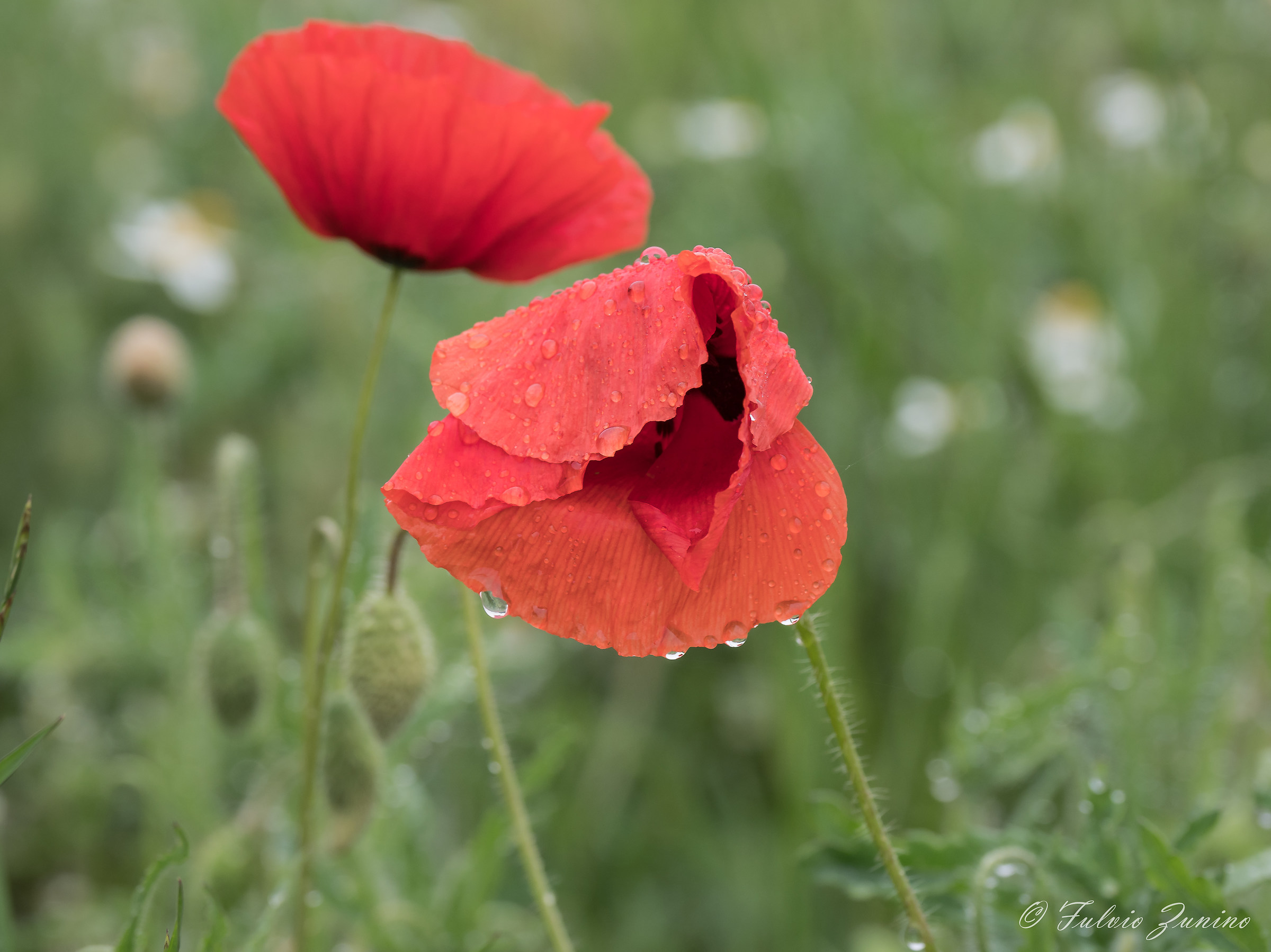Papavero sotto la pioggia