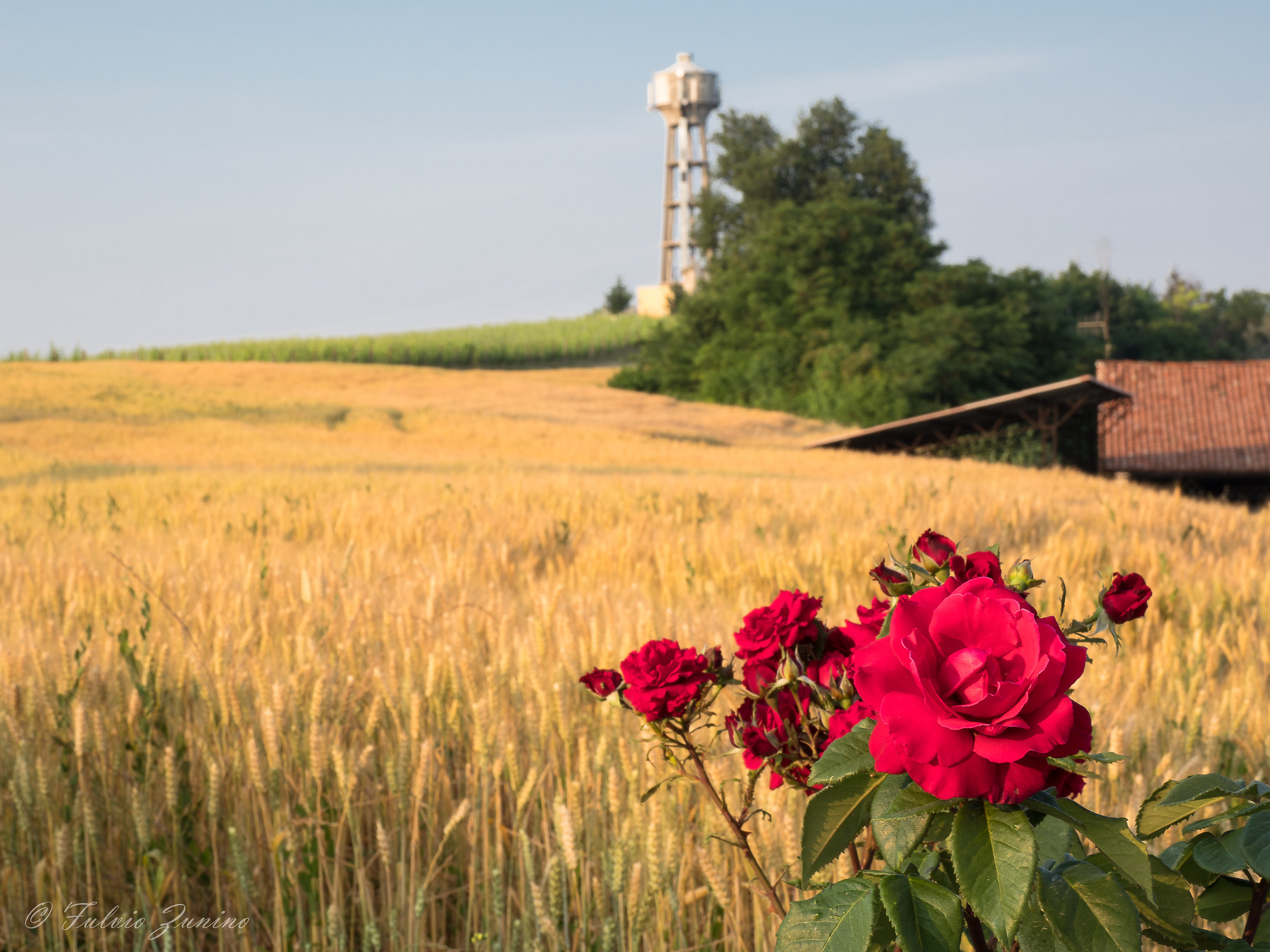 Rose nel campo di grano