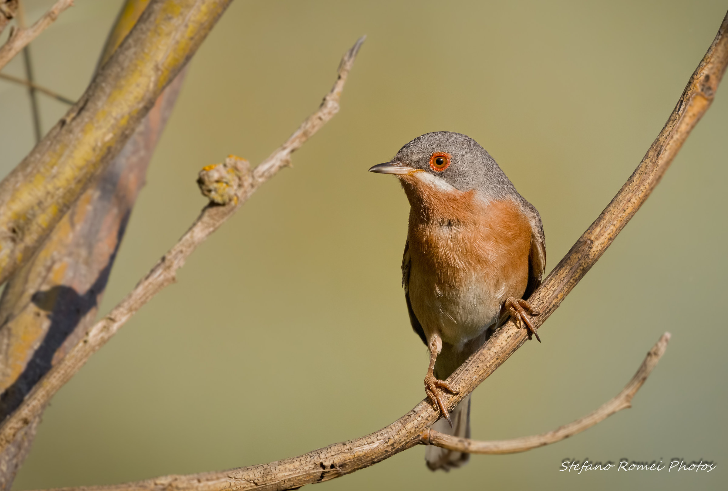 subalpine warbler