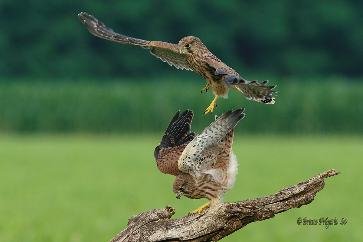 Prime skirmishes between khaki