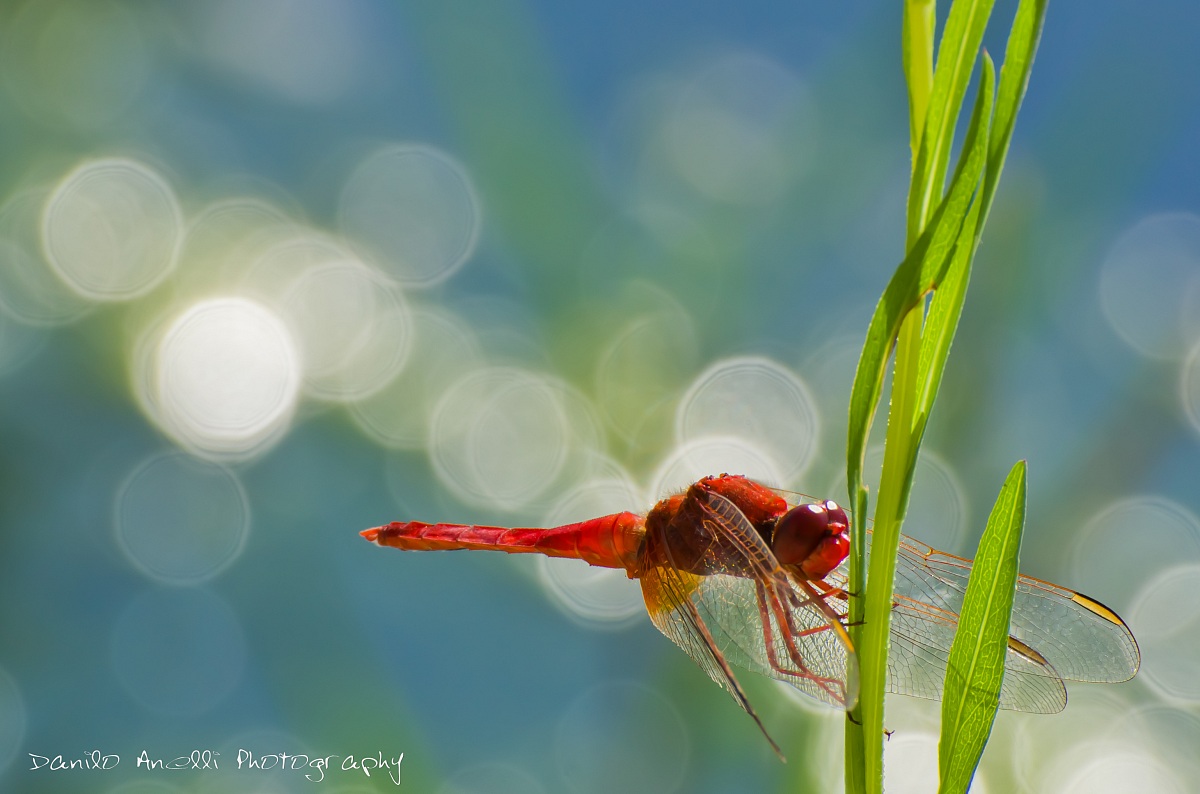 A caccia di libellule - 3