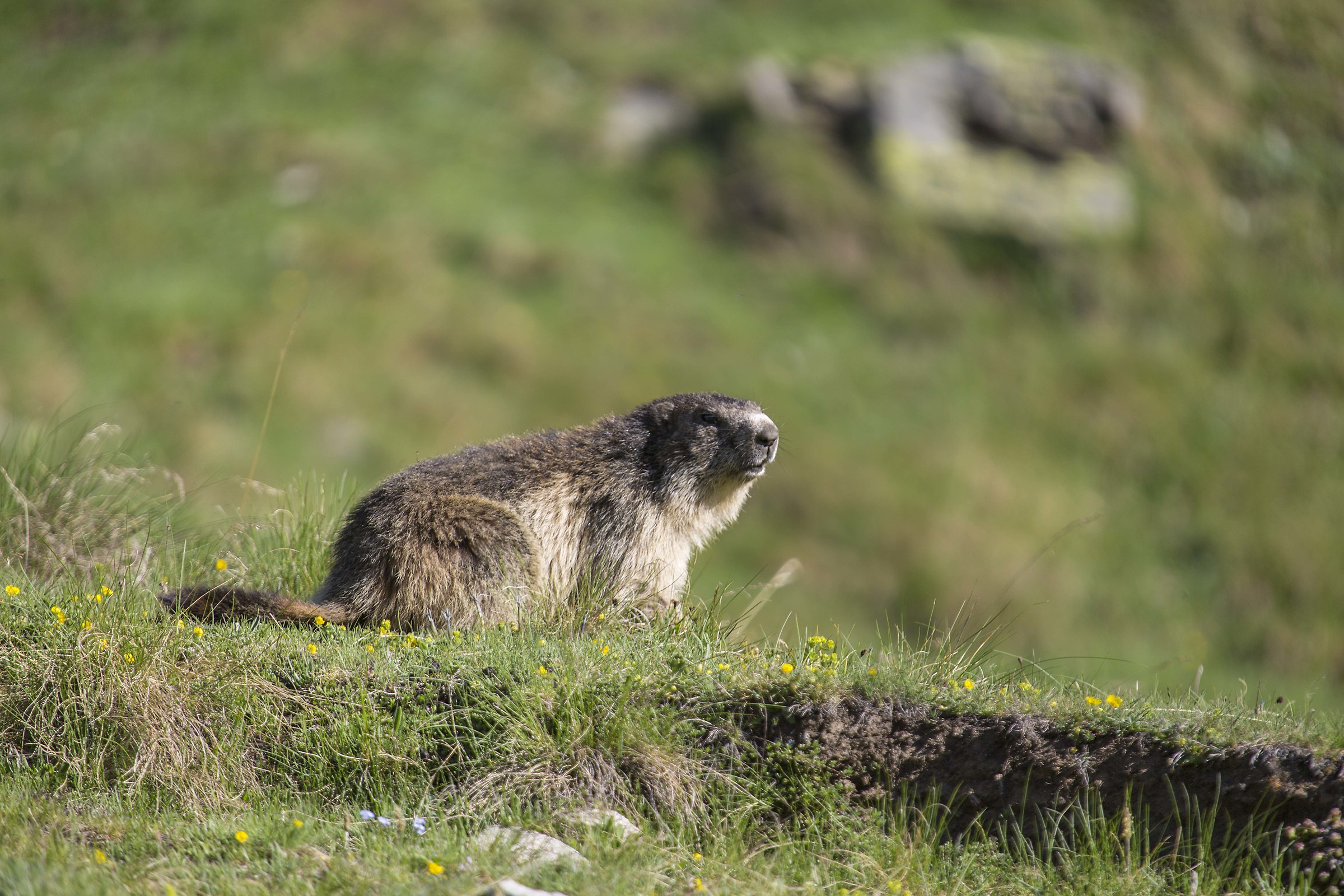 Marmotta