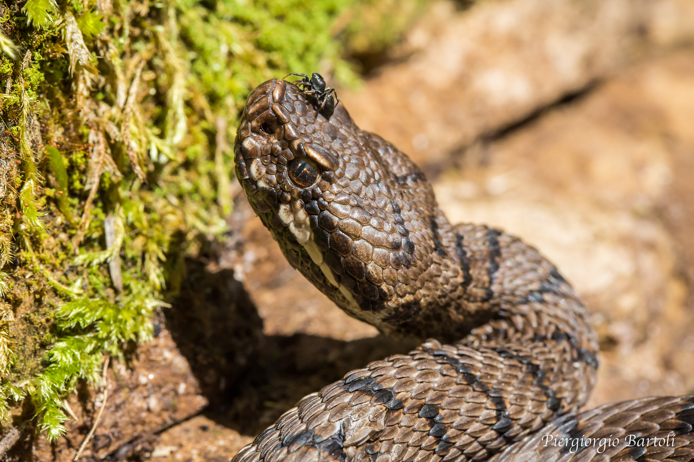 Vipera aspis maschio in compagnia