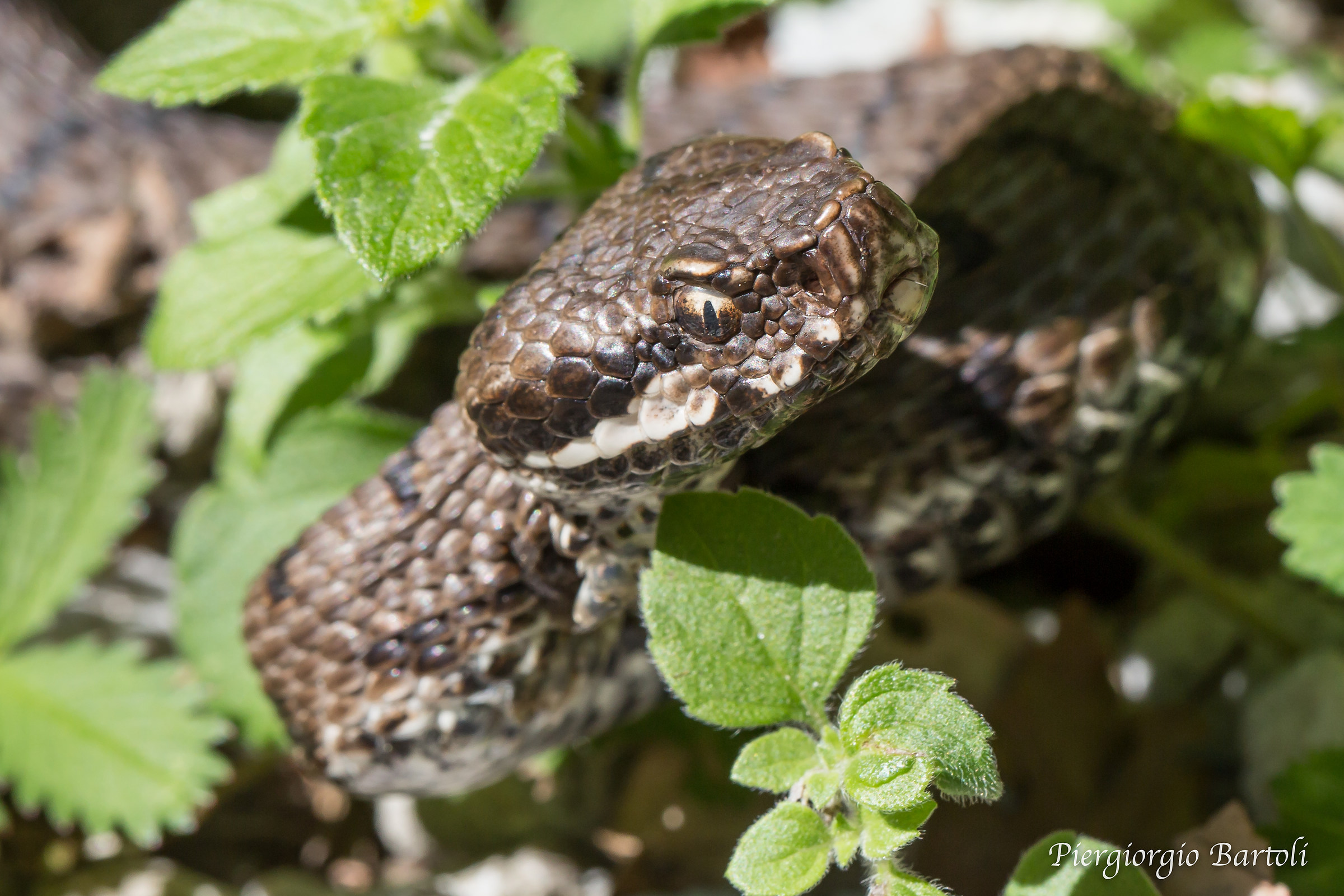 Vipera aspis maschio