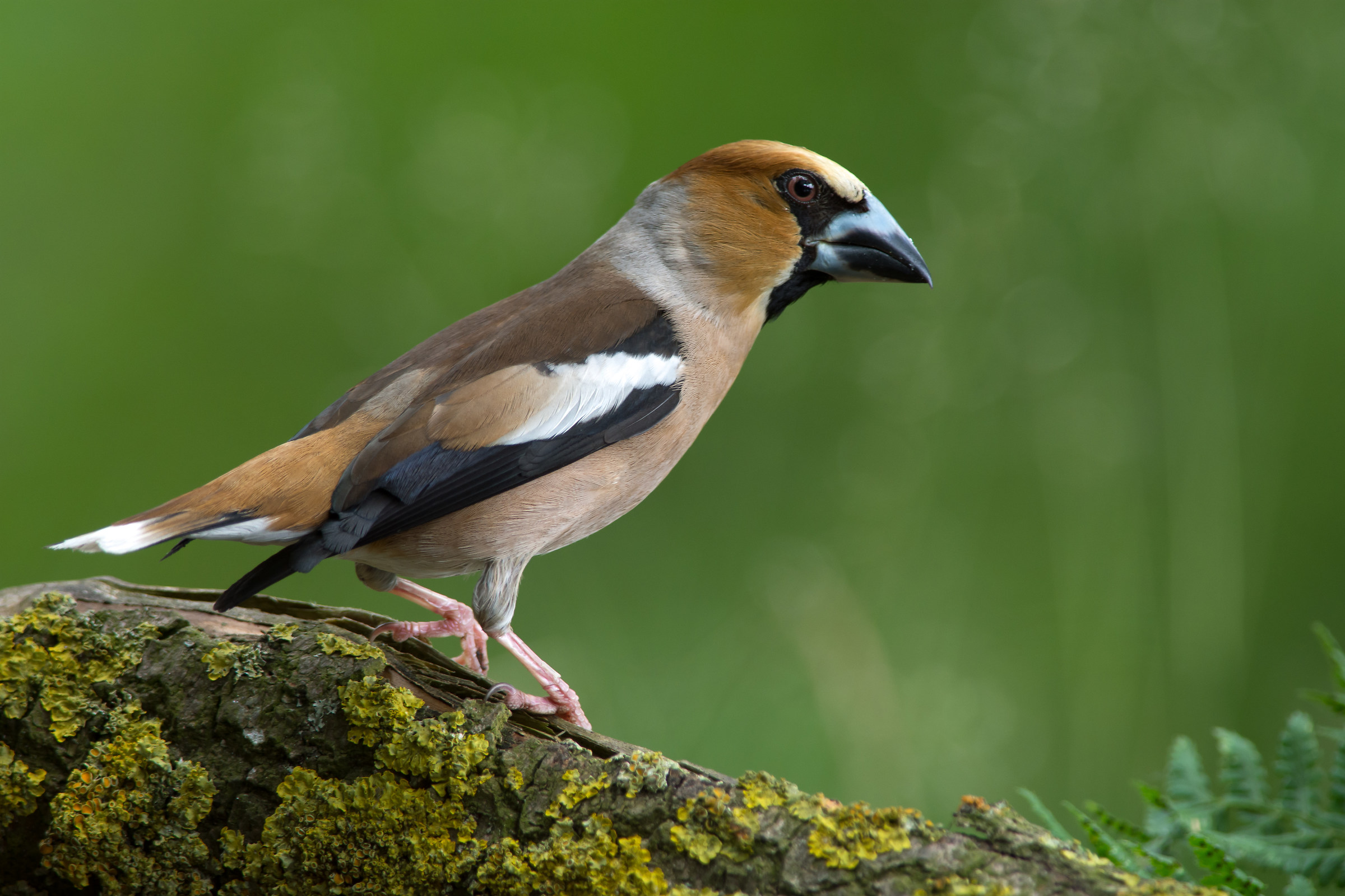 Hawfinch
