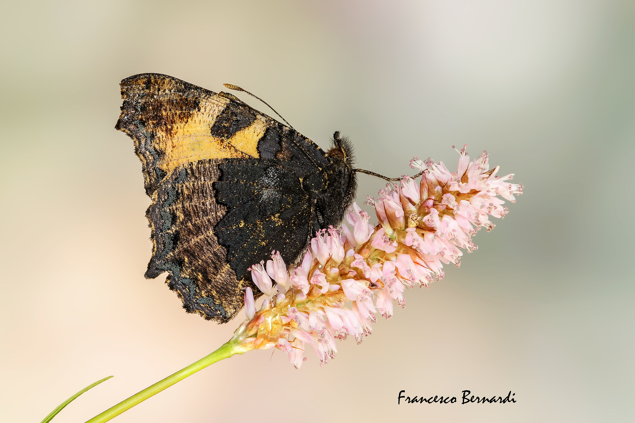 Vanessa Aglais urticae 1758