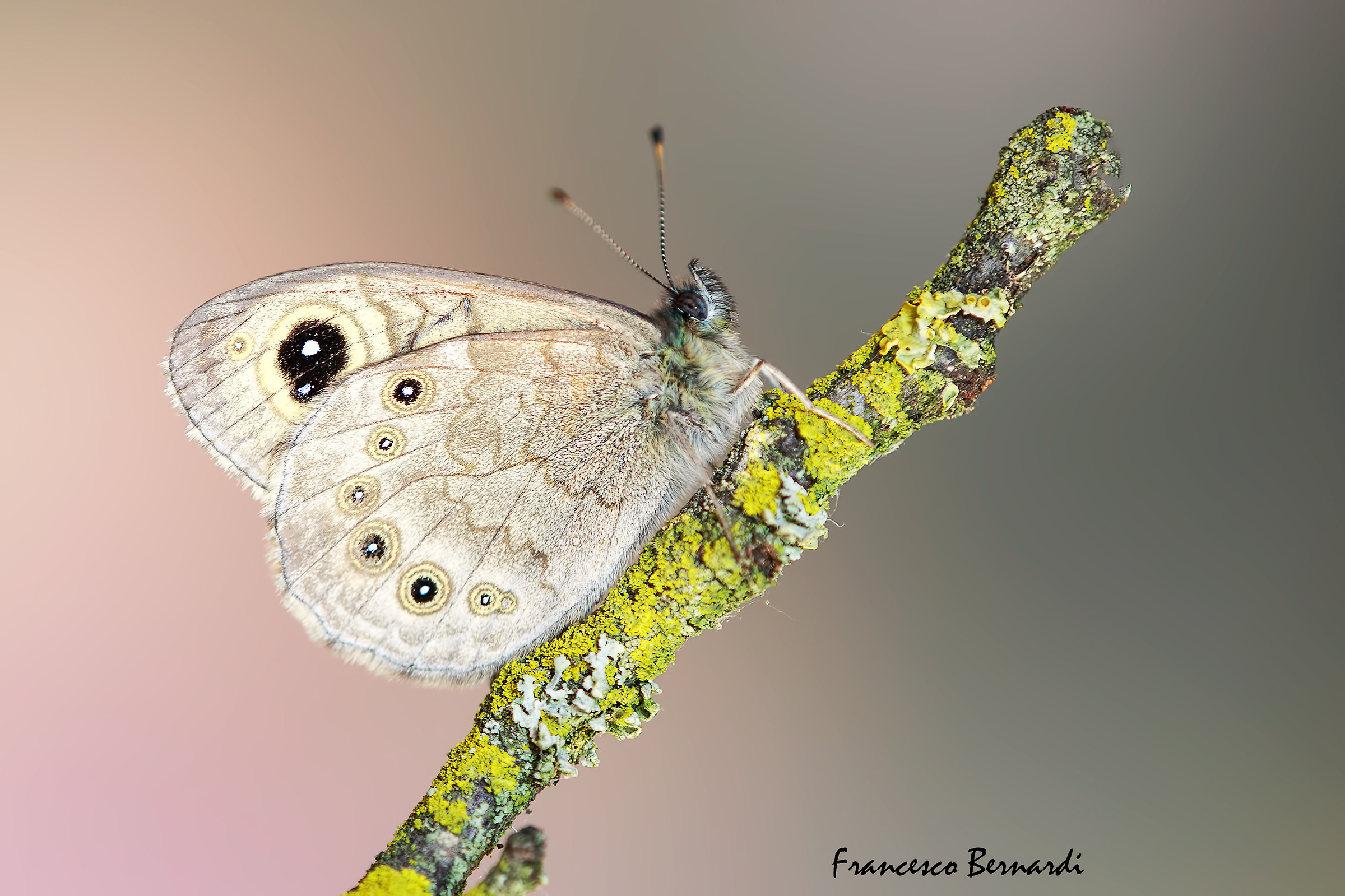 Lasiommata petropolitana 1787