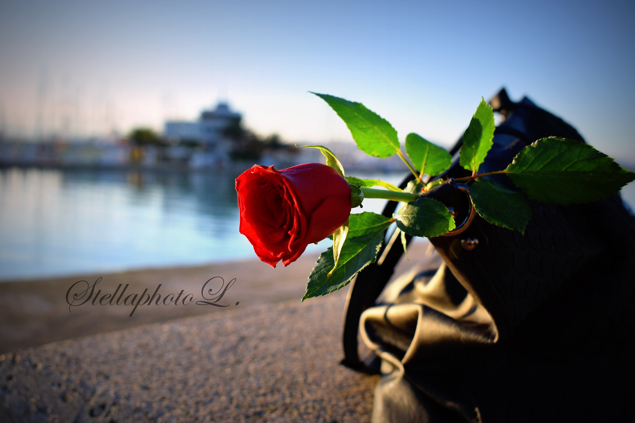 Red rose ... passion and love ..