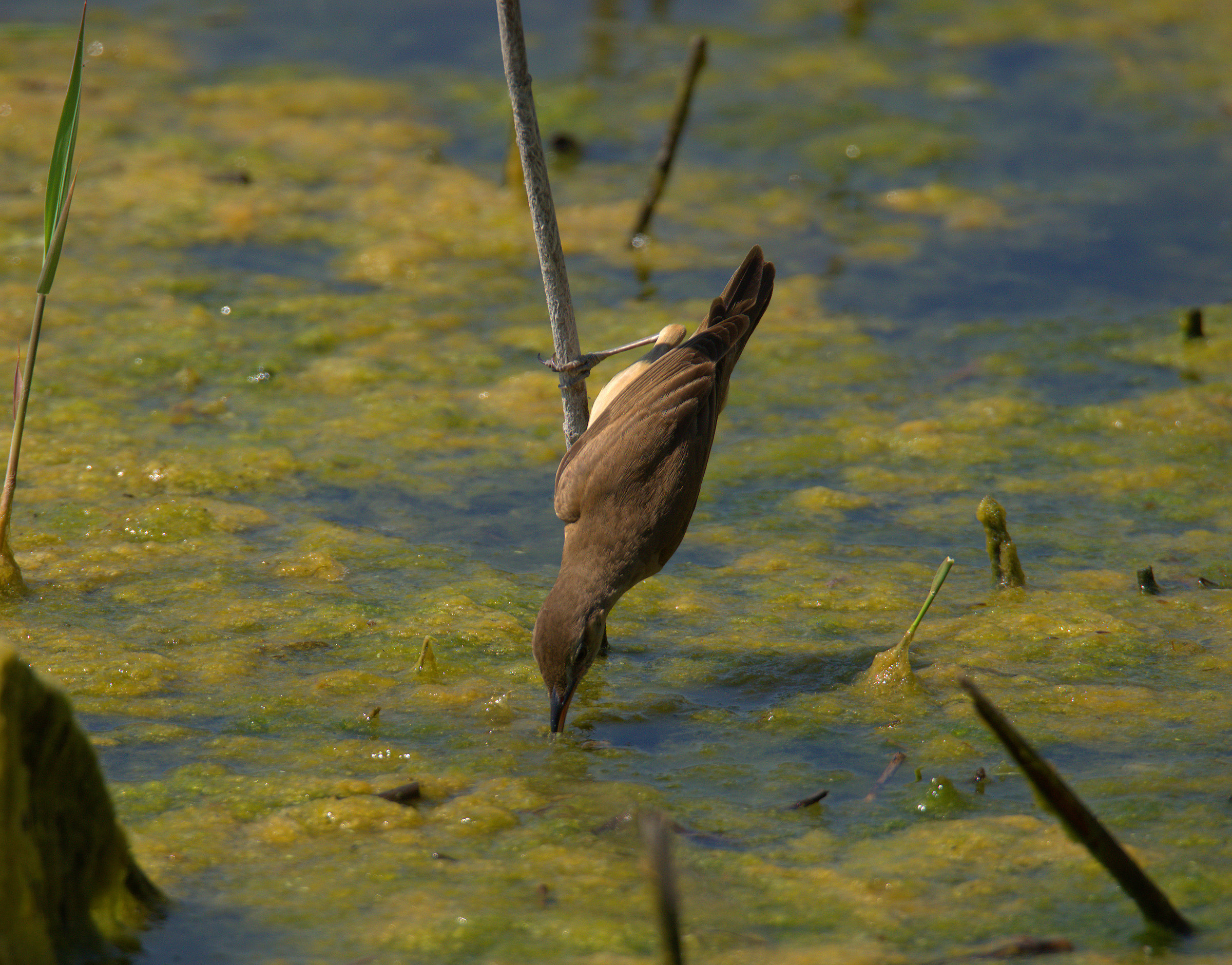 Reed warbler