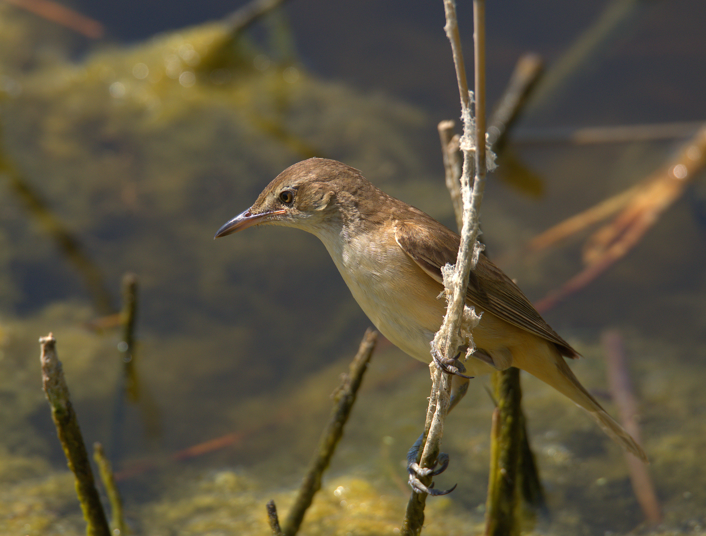 Reed warbler