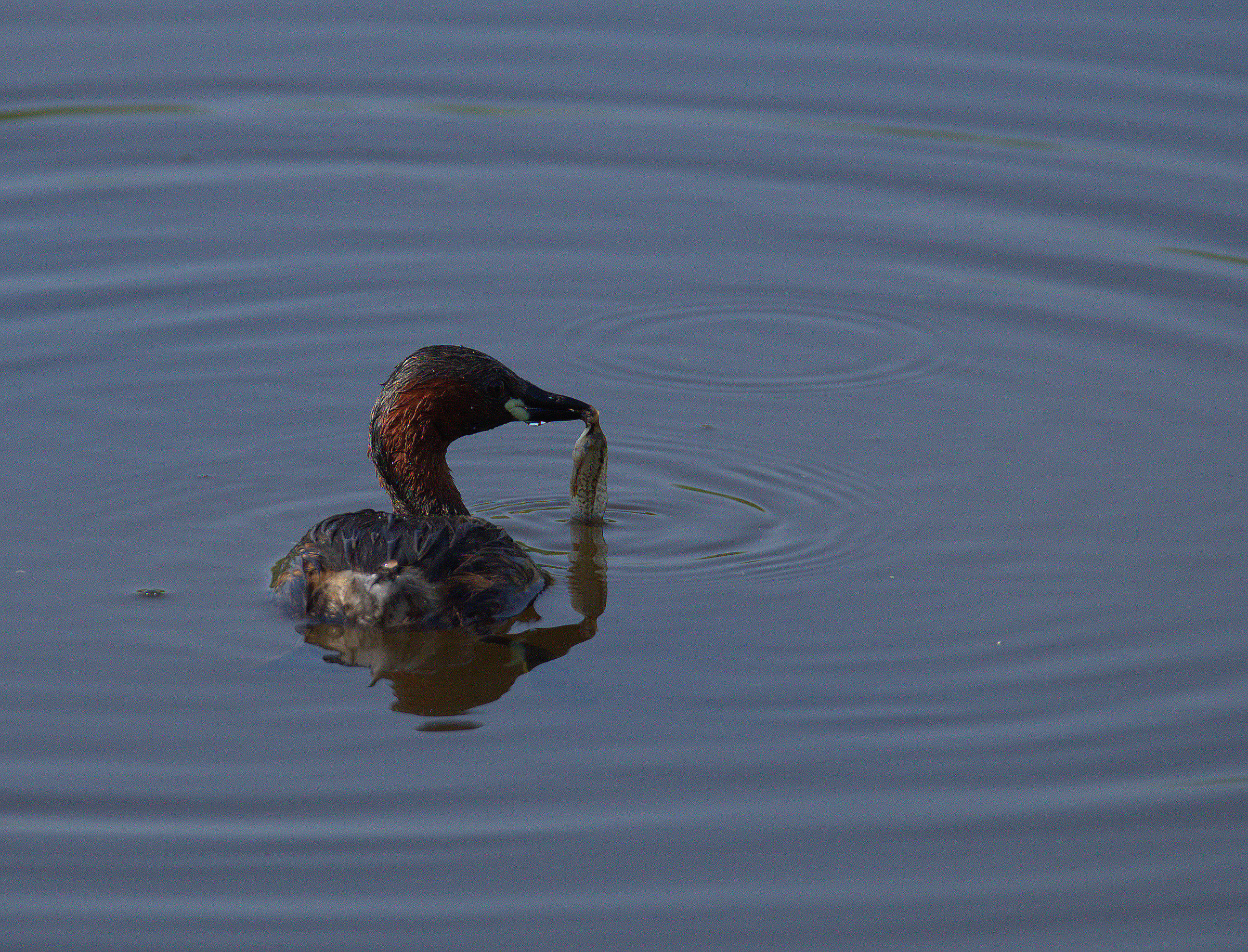 Little Grebe