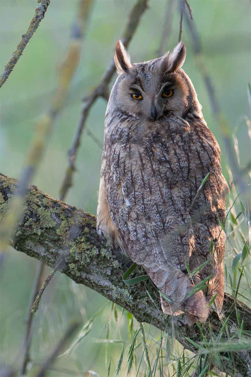 Common owl
