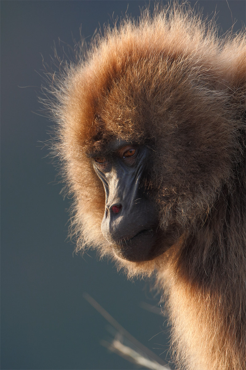 Portrait of gelada