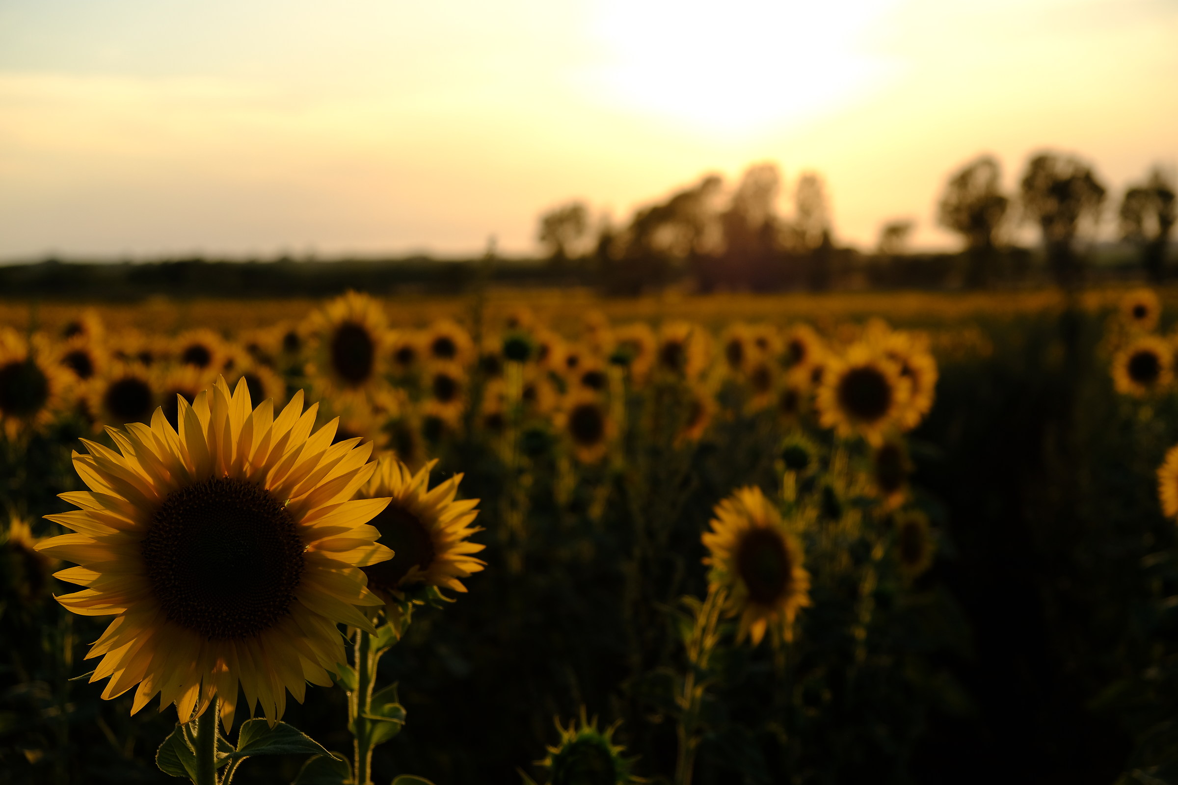 Sunflowers at sunset