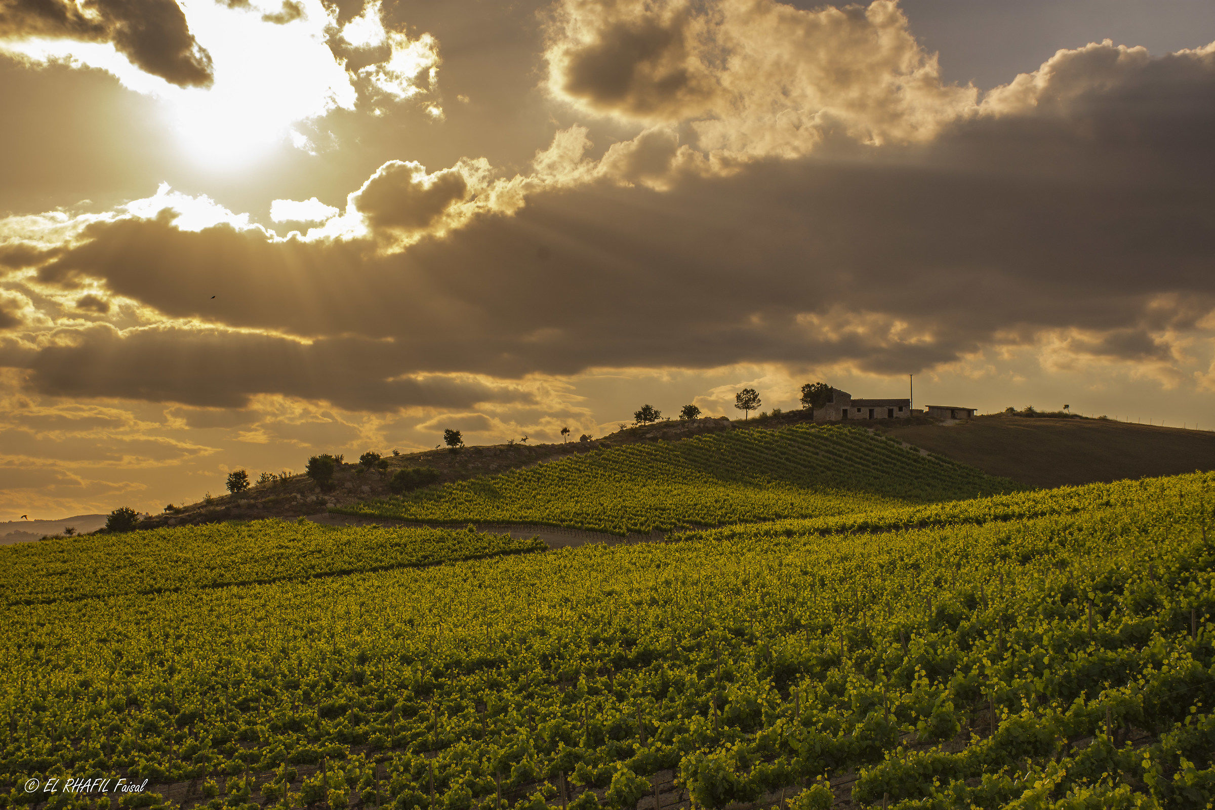 Vineyards at sunset