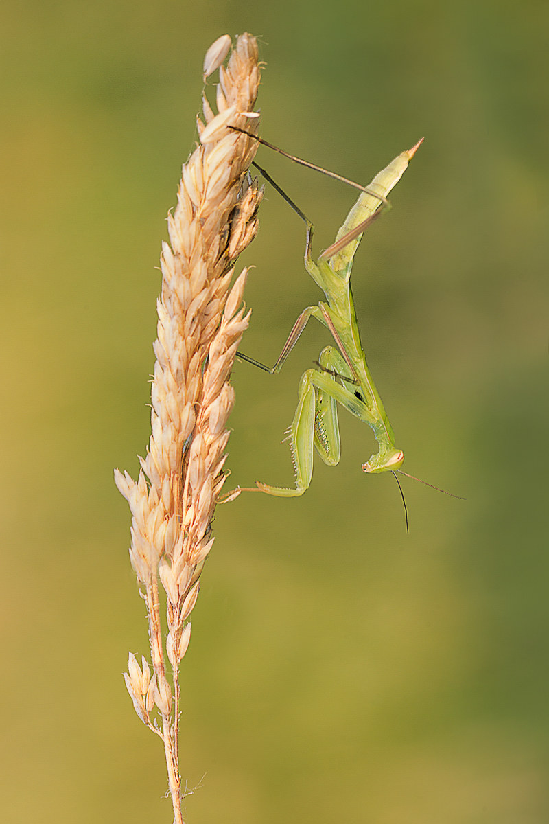 Praying mantis