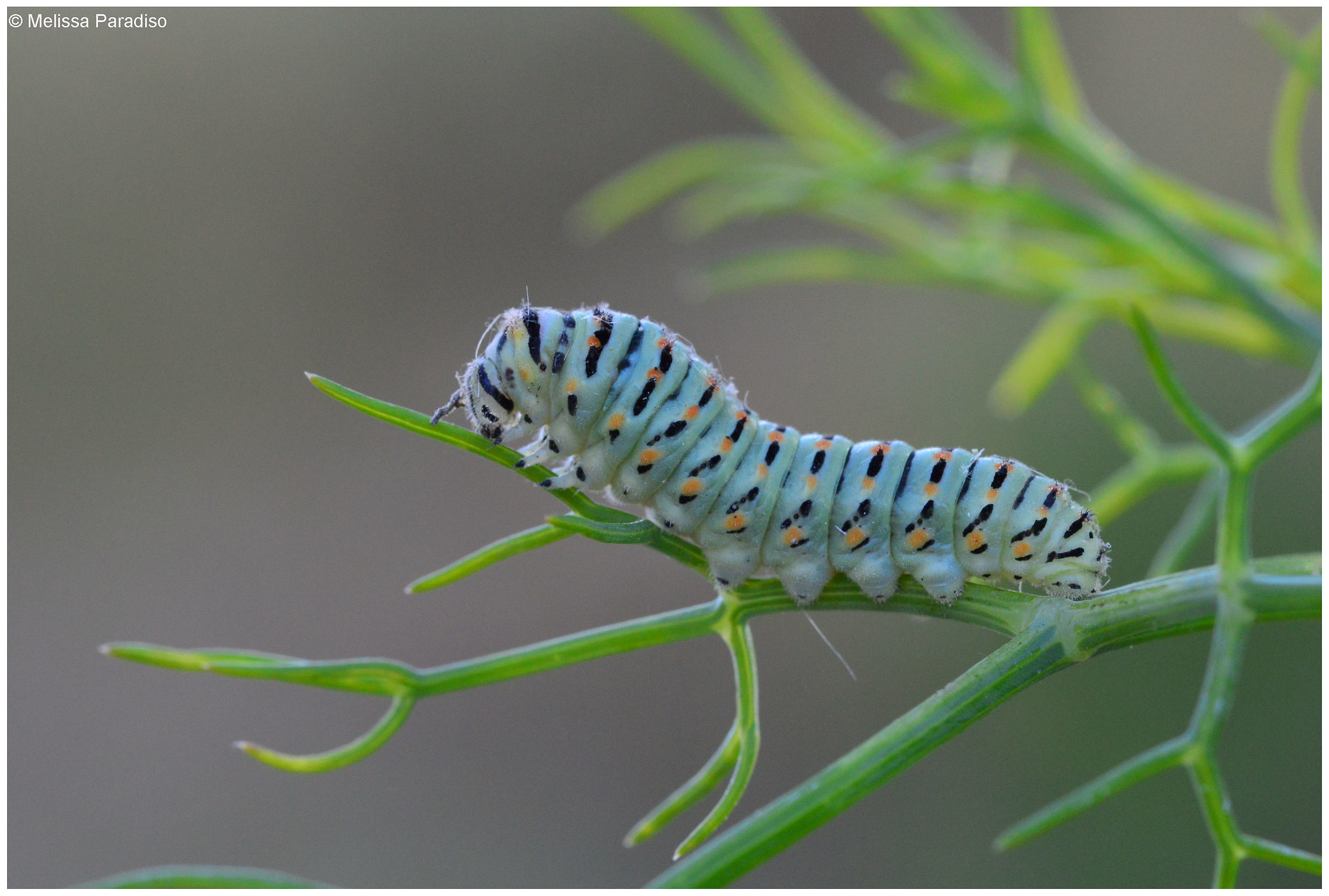 Papilio machaon