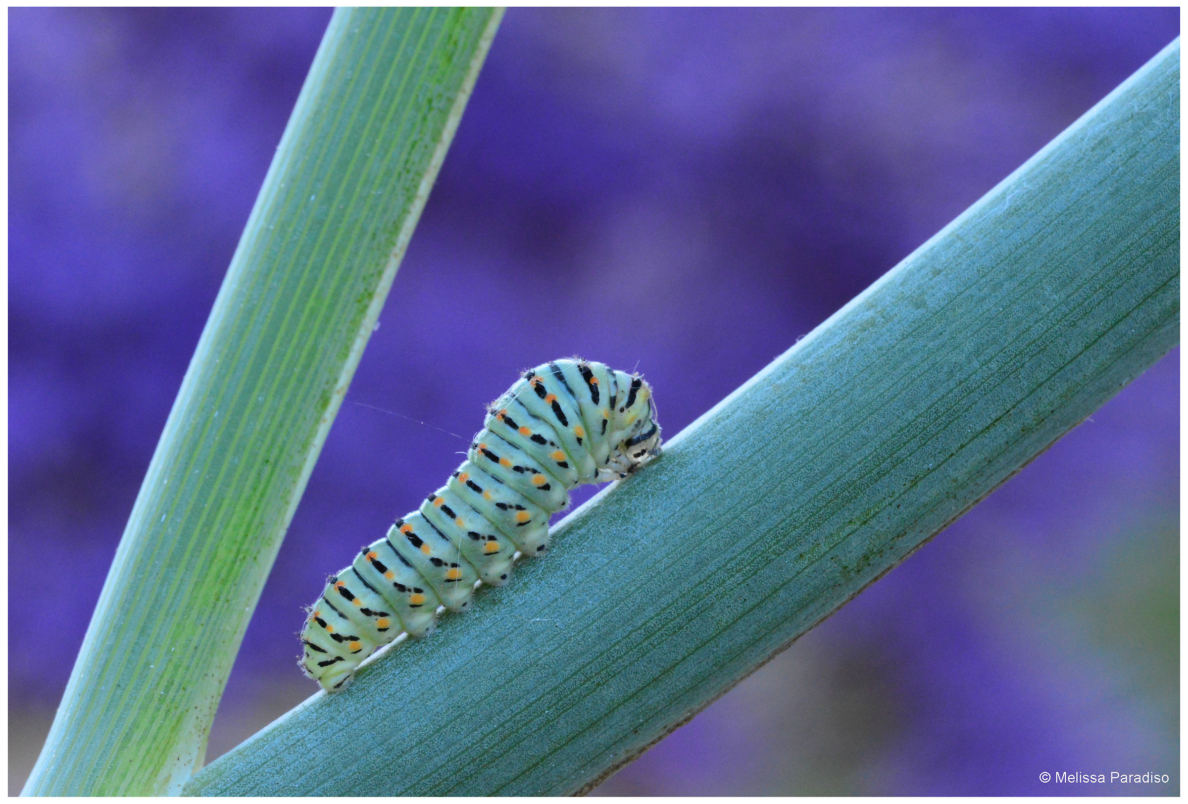 Papilio machaon
