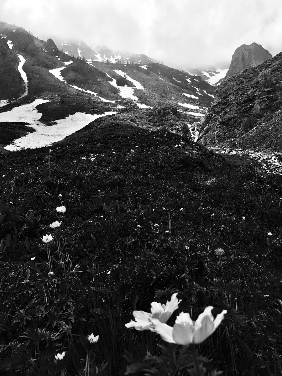 Spring white _ white winter