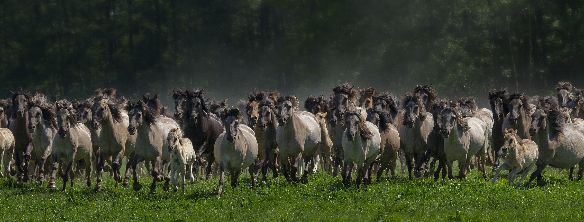 Gli ultimi cavalli selvaggi d'Europa