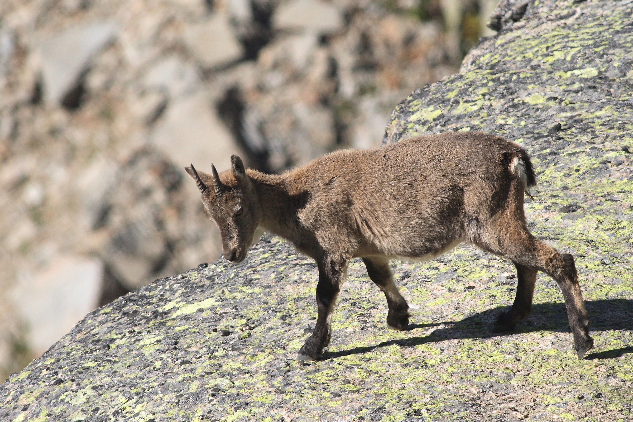 Ibex female, Nivolet Hill