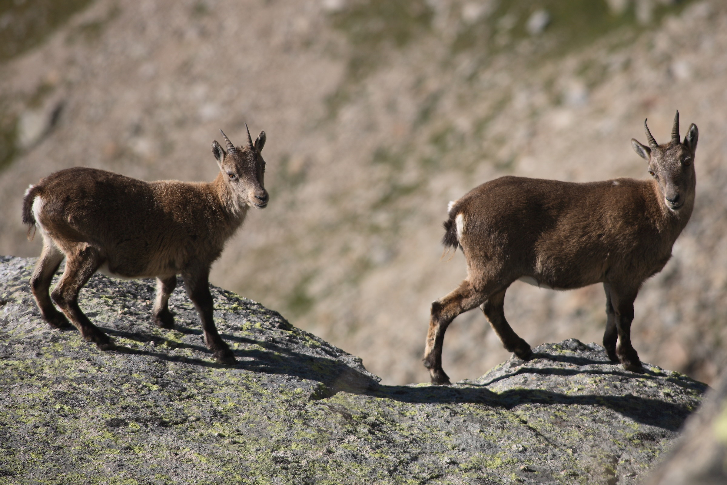 Femmine di stambecco, colle del Nivolet