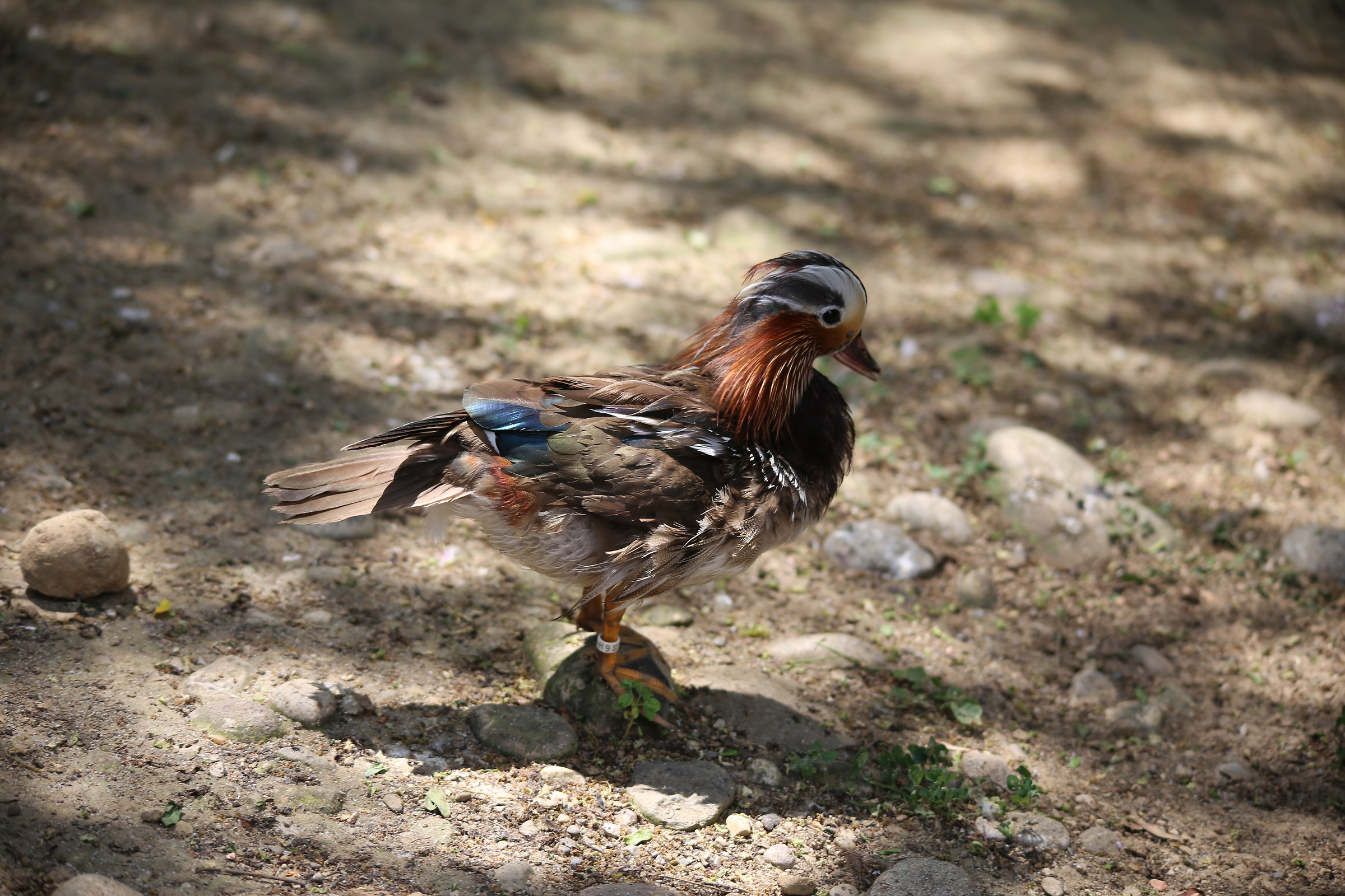 Anatra Mandarina Maschio