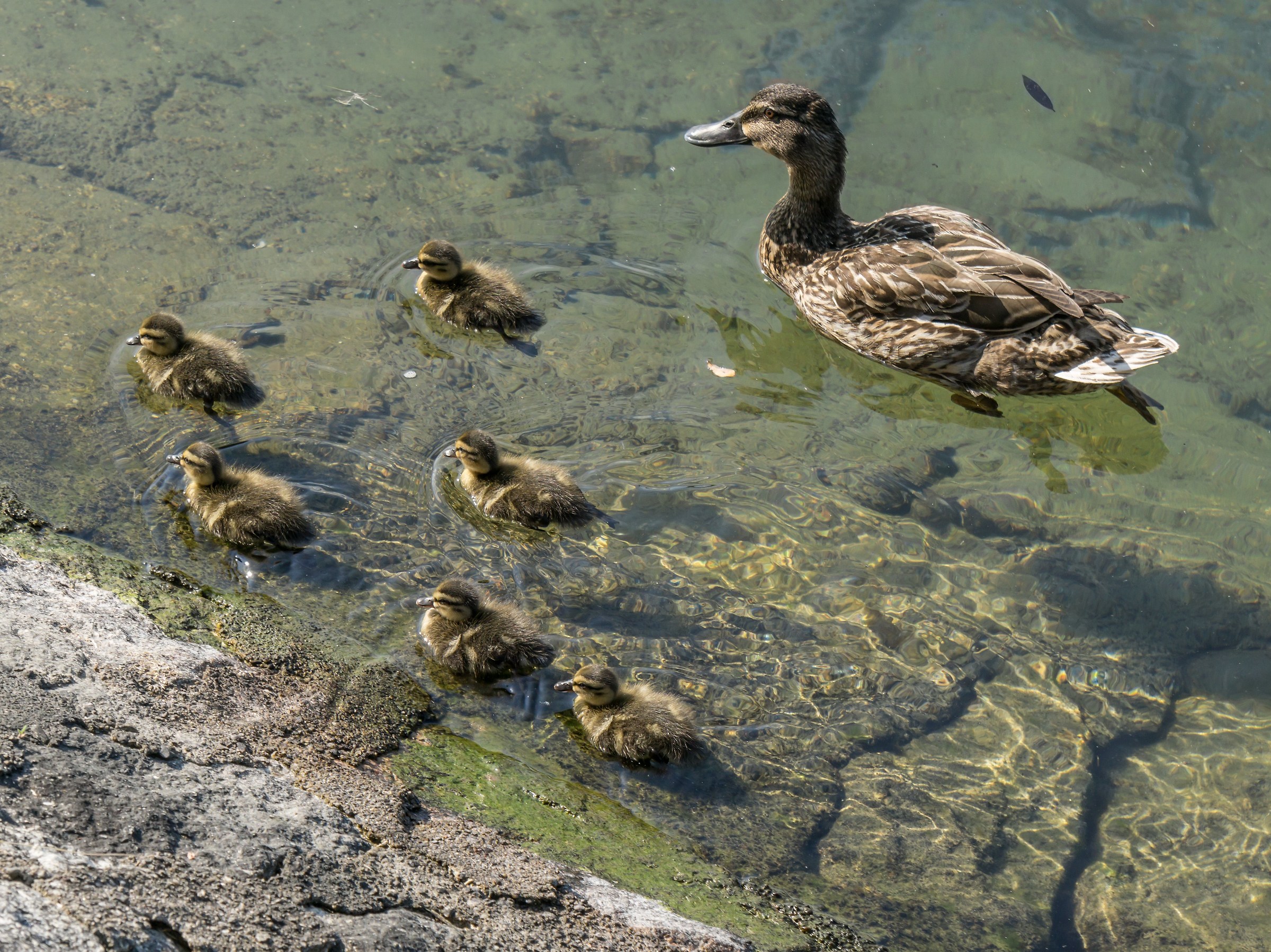 Shepherd female with six chicks - 1