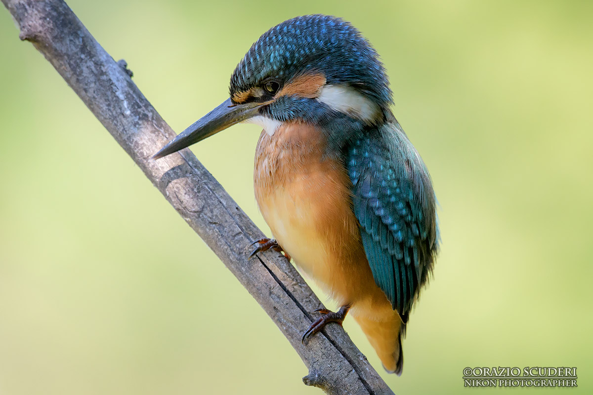 Alcedo atthis