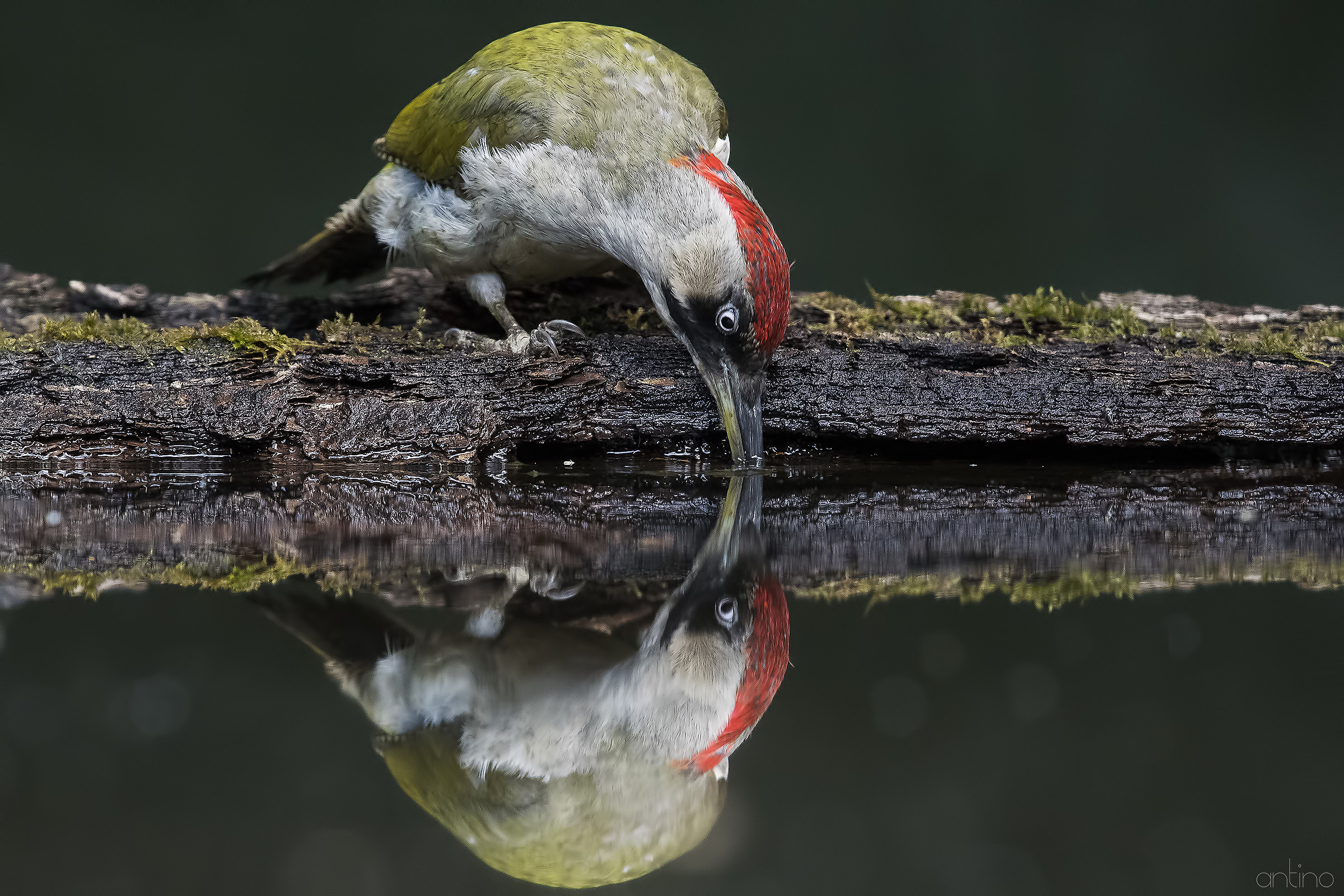 Green woodpecker