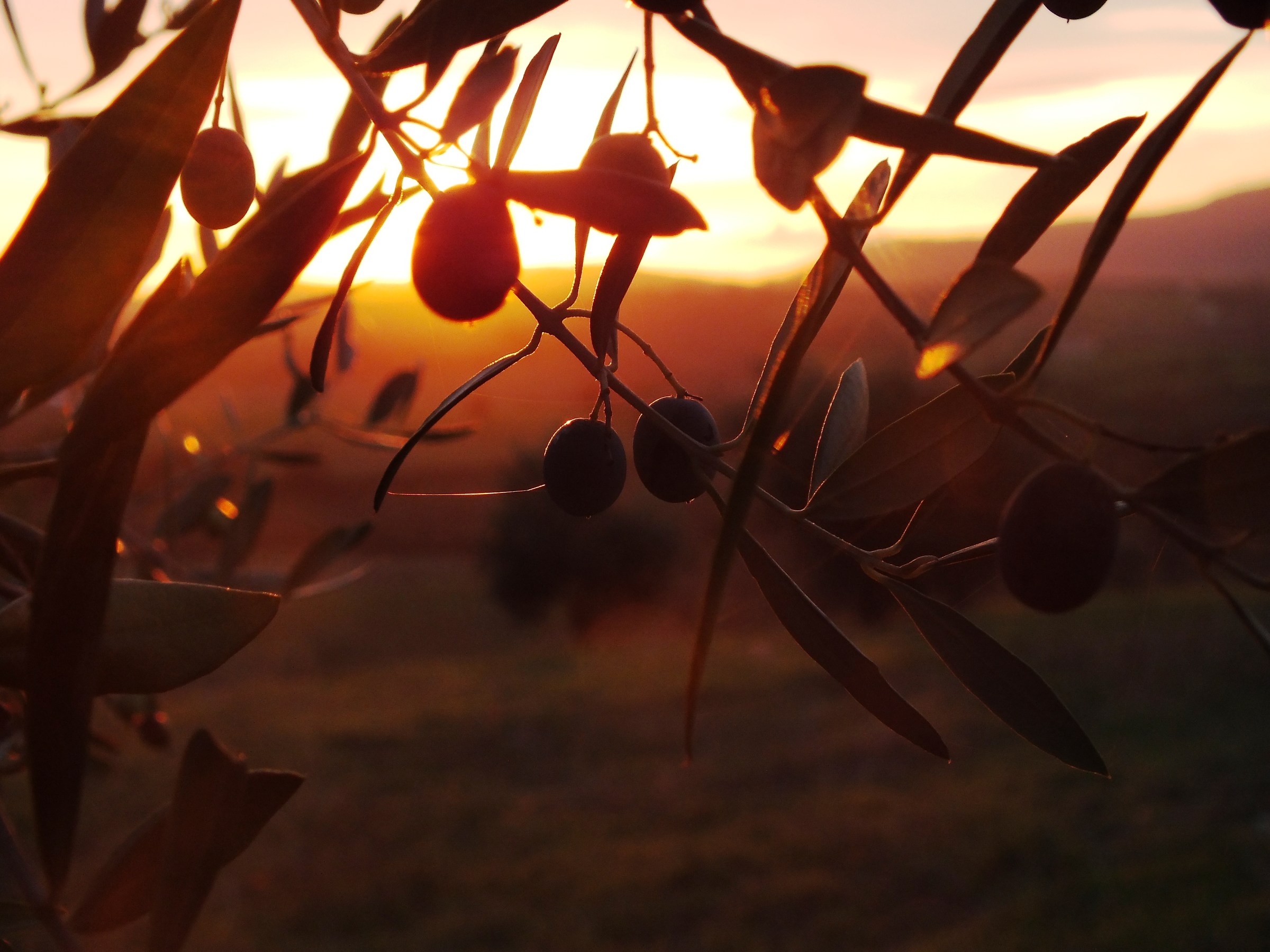 Sunset in the olive grove