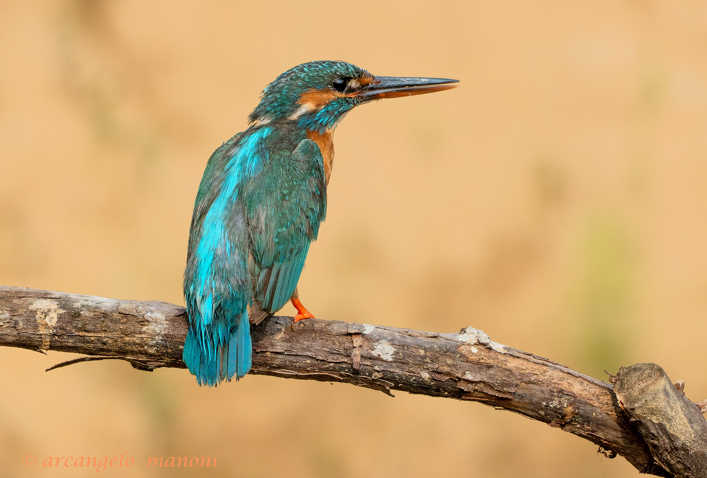 Il richiamo della martina